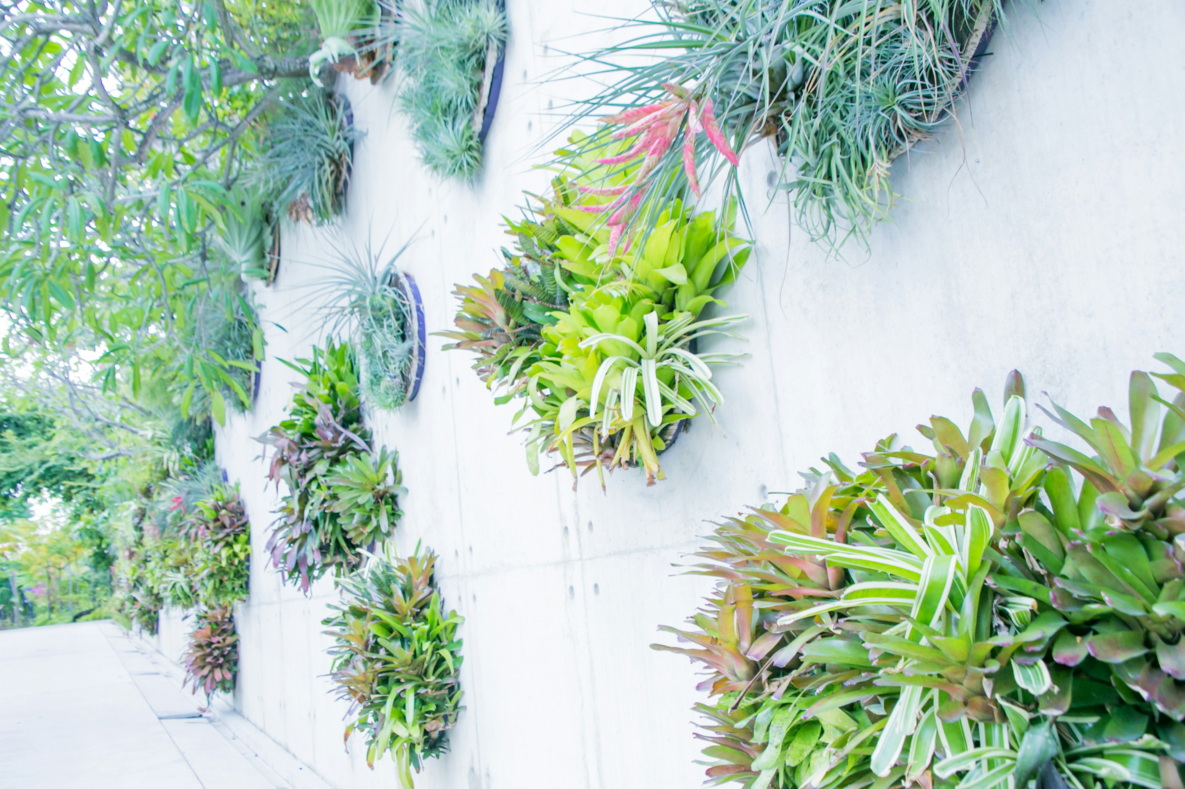 Giardino verticale con diverse piante verdi montate su un muro