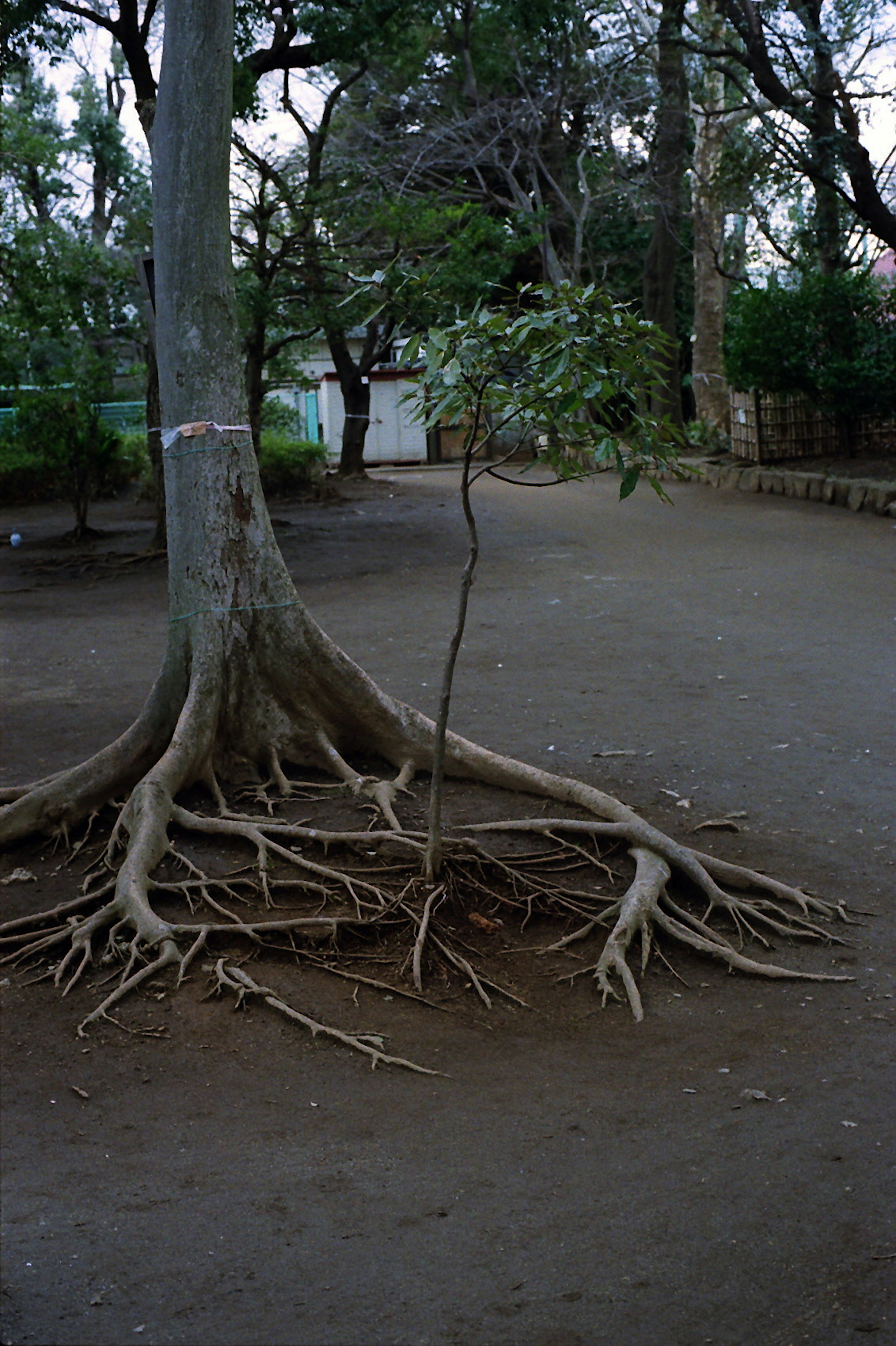 A large tree with exposed roots and a small tree nearby in a park setting