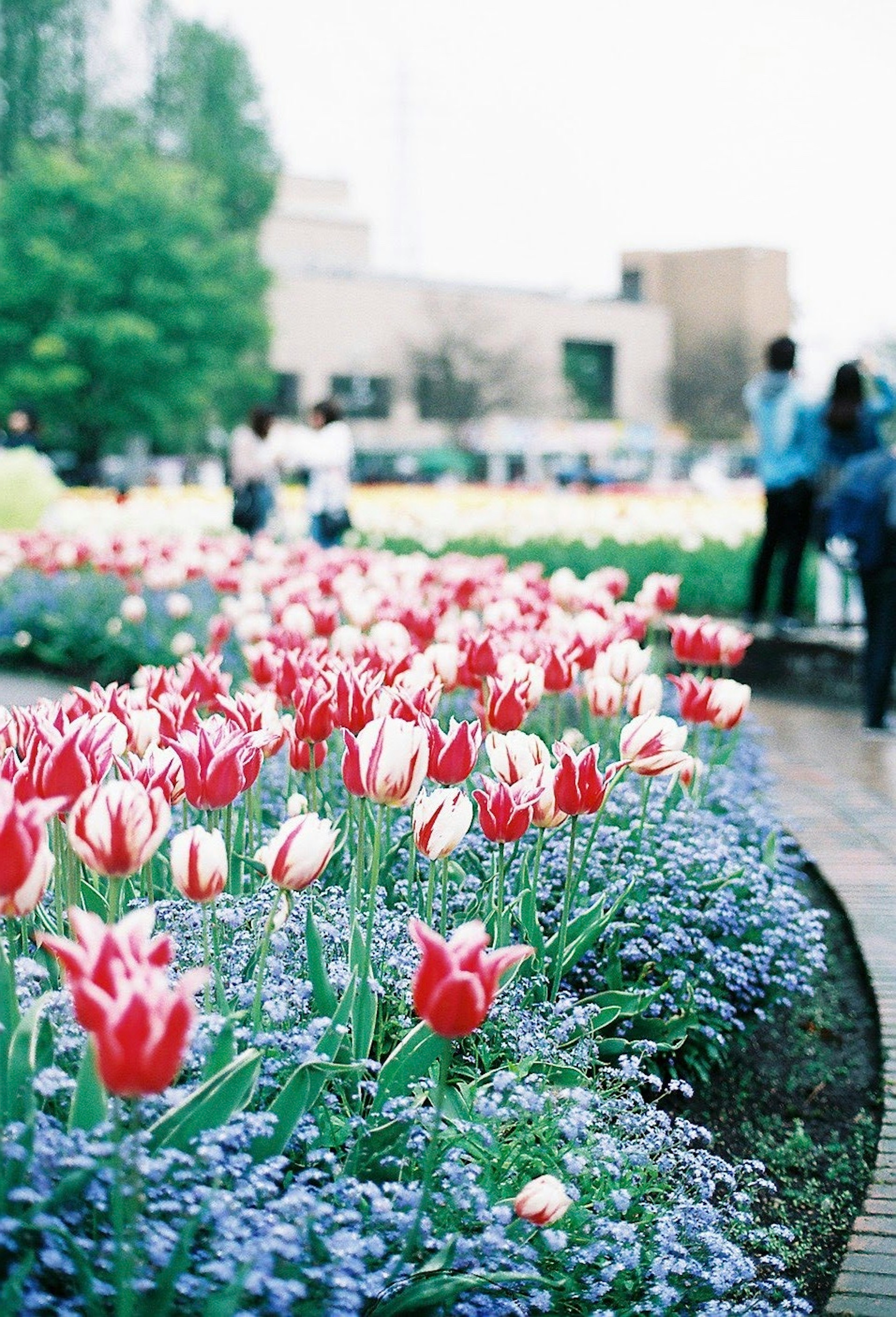 Pemandangan dengan tulip merah dan putih mekar di kebun bunga dengan bunga biru