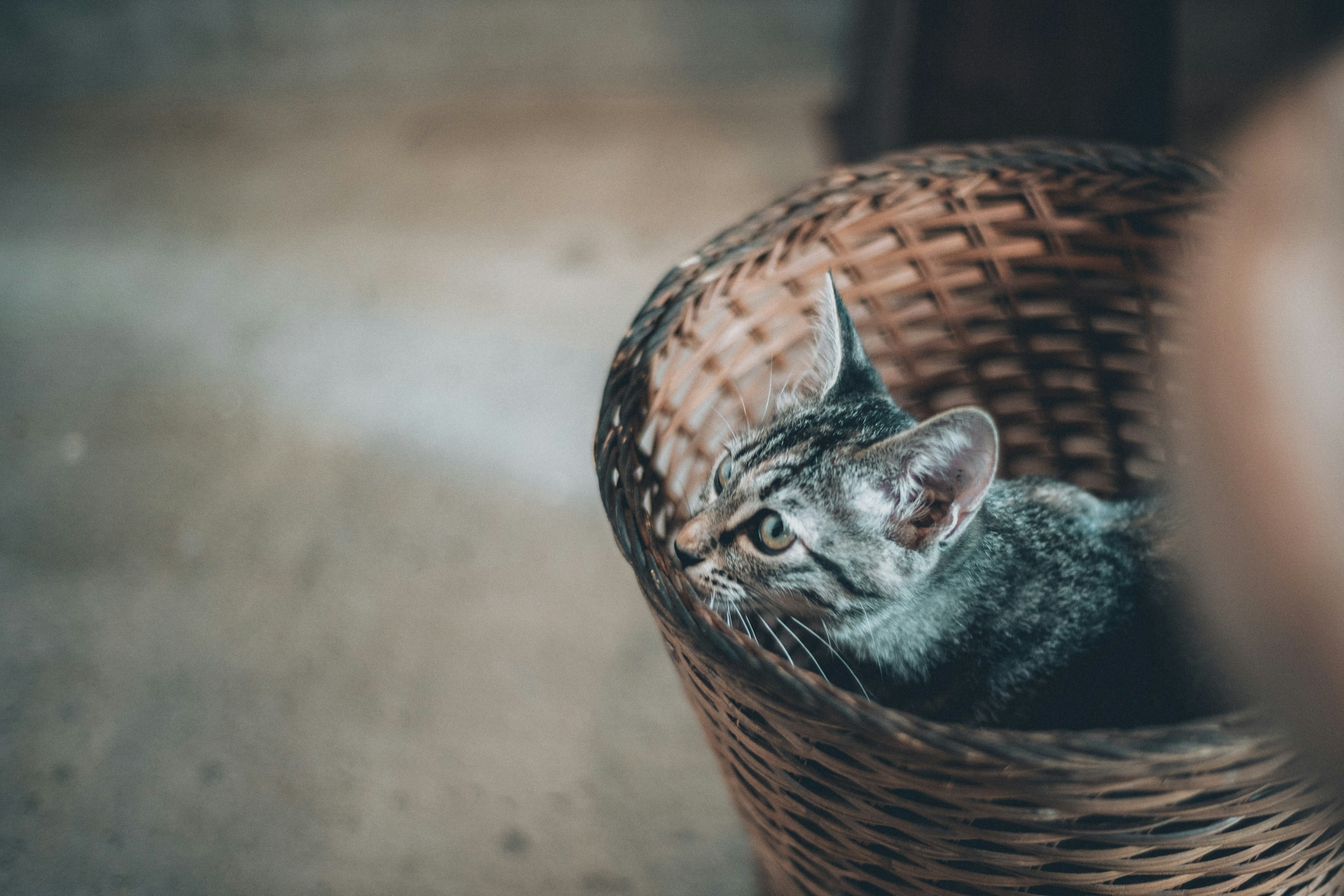 Gato gris asomándose de una cesta de mimbre