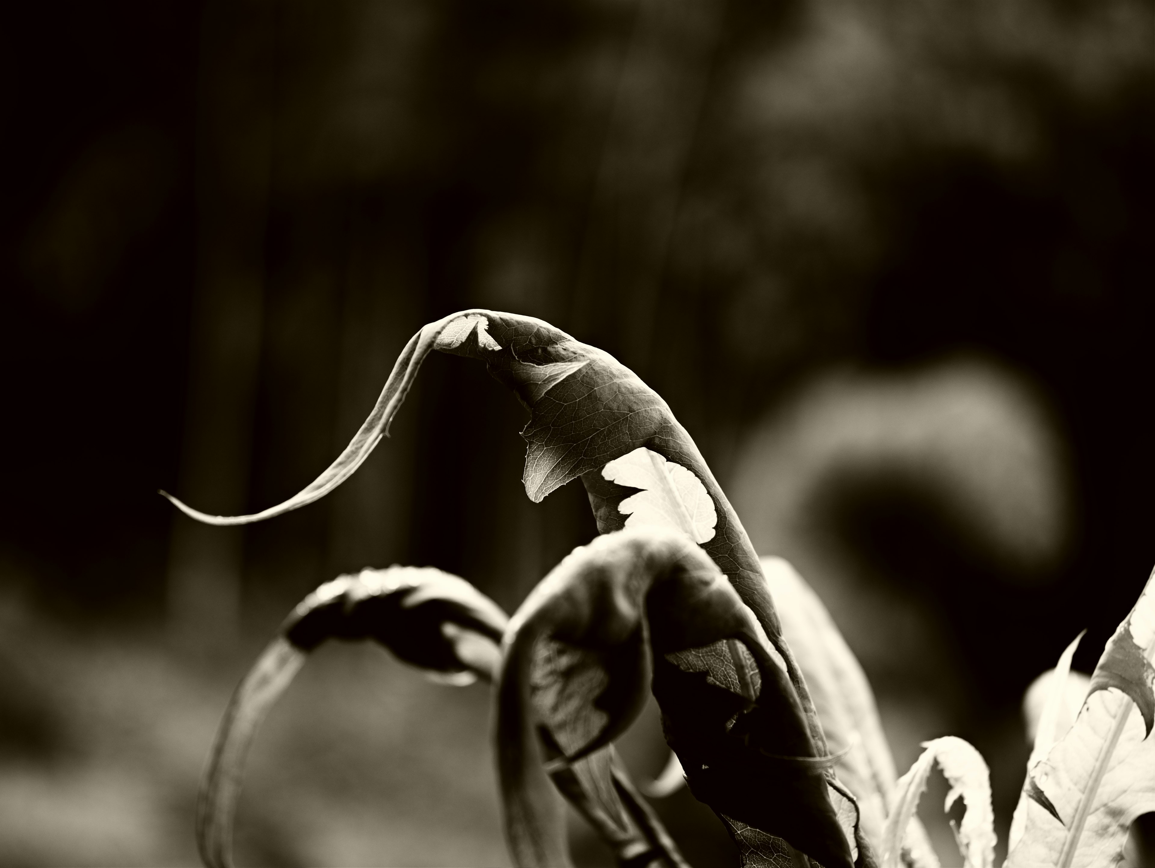 Primo piano di una foglia di pianta in bianco e nero che mostra una texture lucida e curve morbide