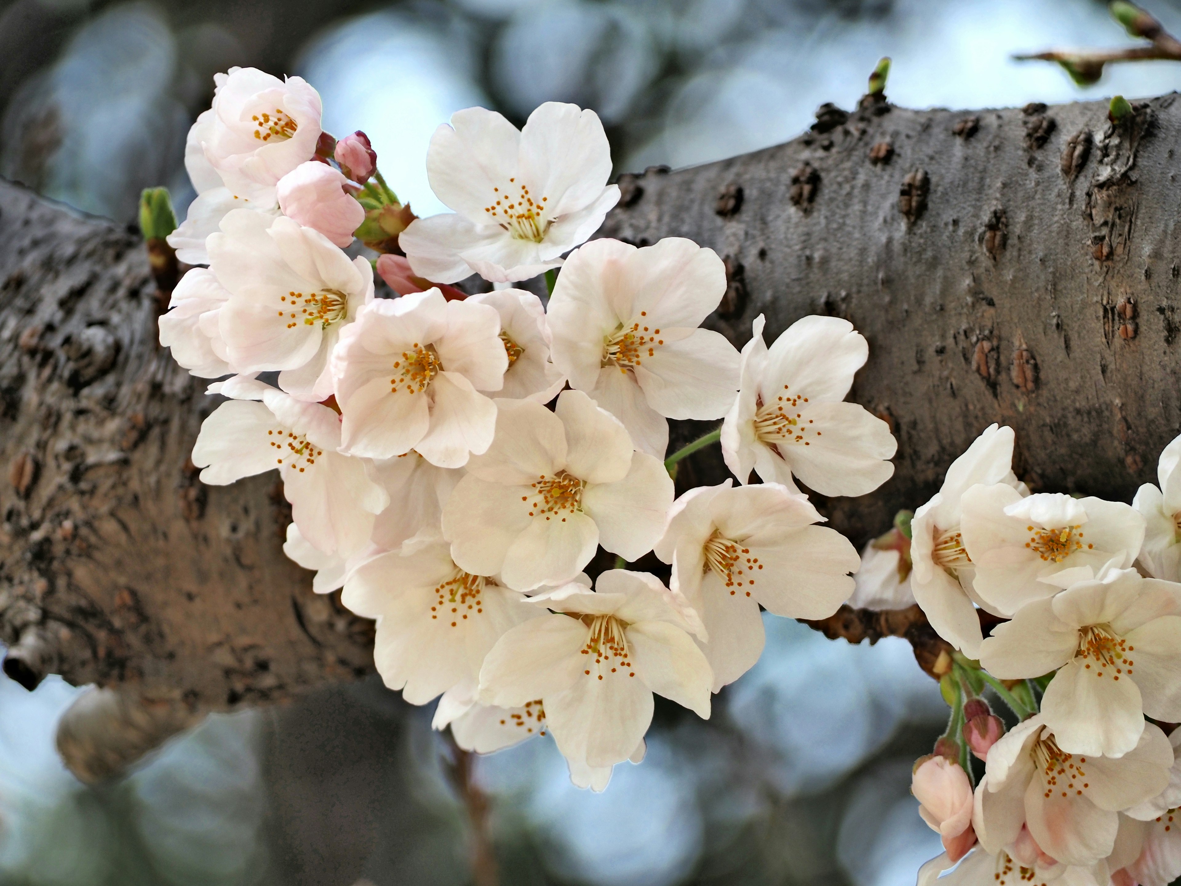 桜の花が咲いている枝のクローズアップ