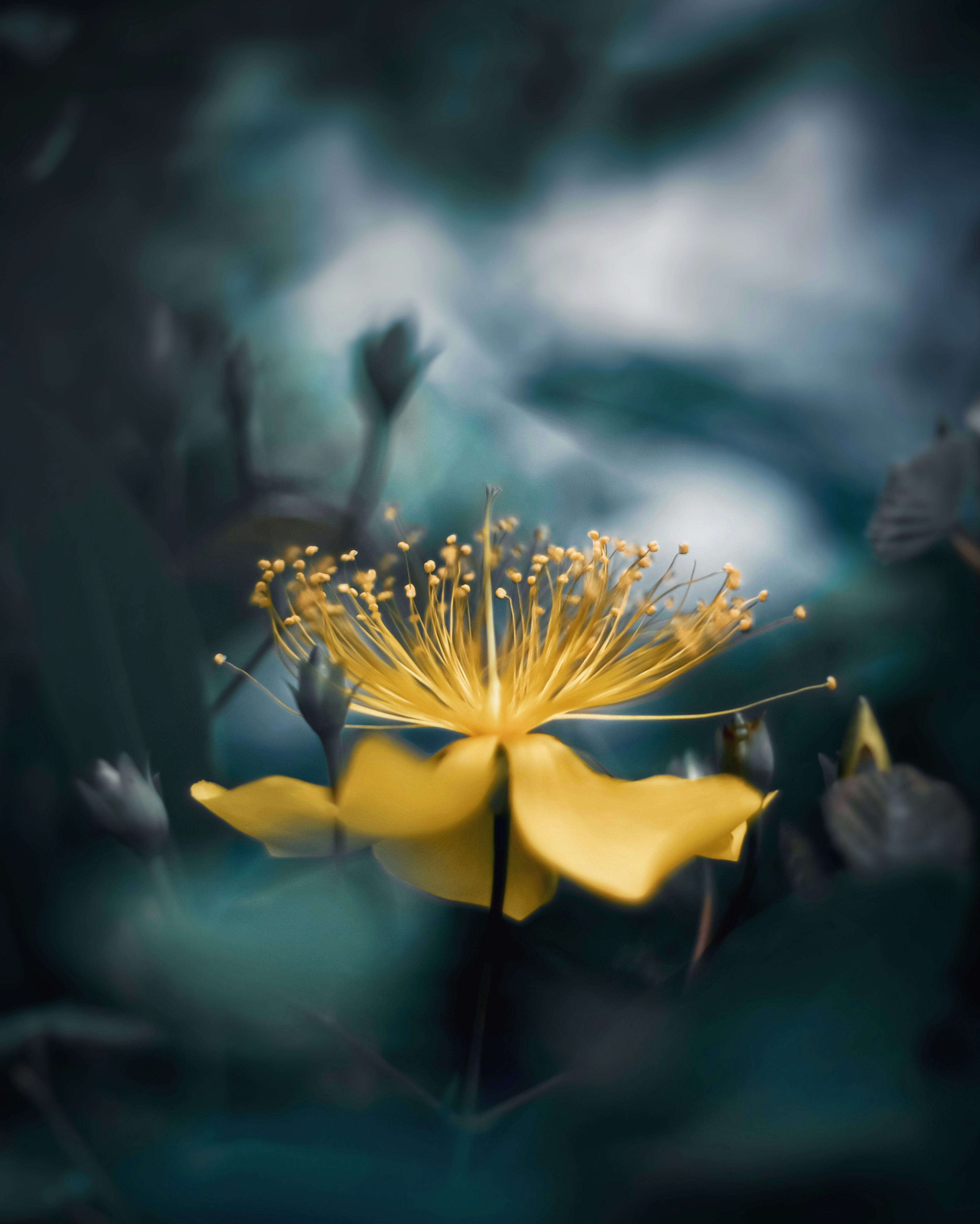 A beautiful image of a yellow flower standing out against a blue background