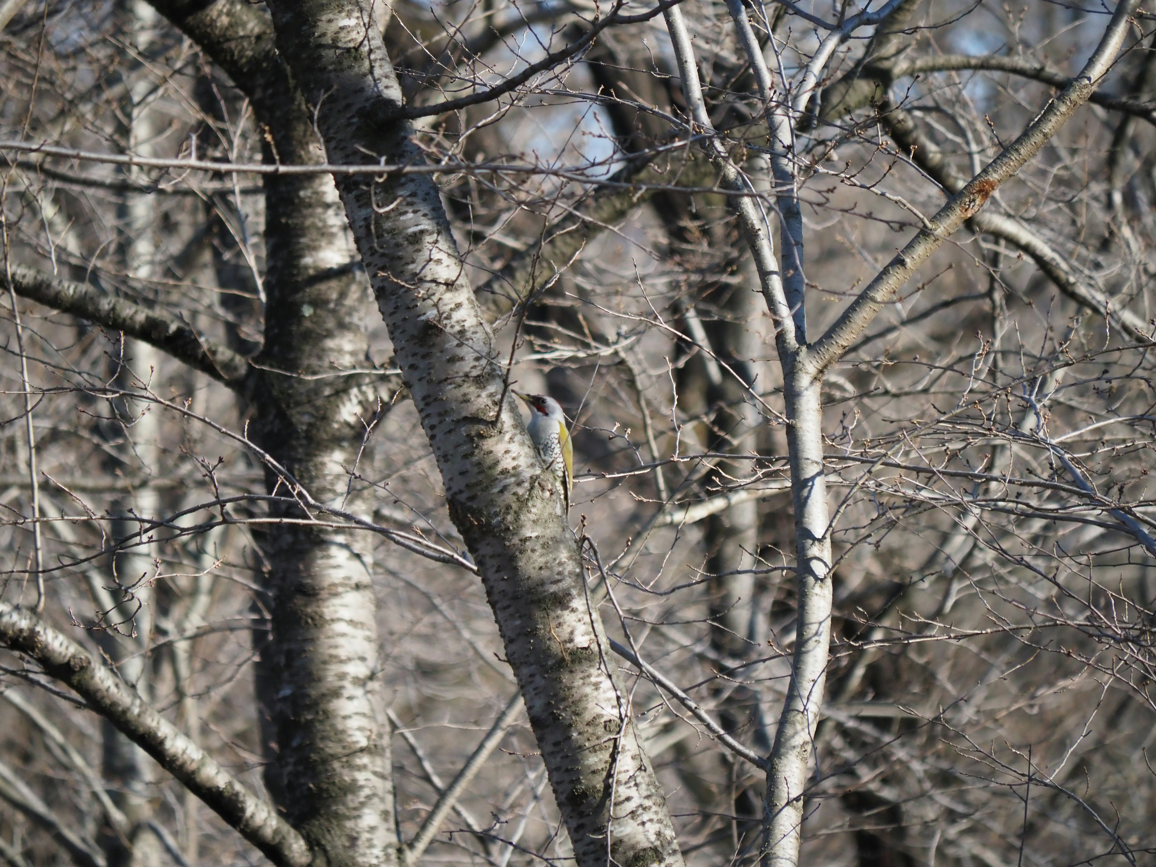 Un piccolo uccello mimetizzato tra alberi spogli