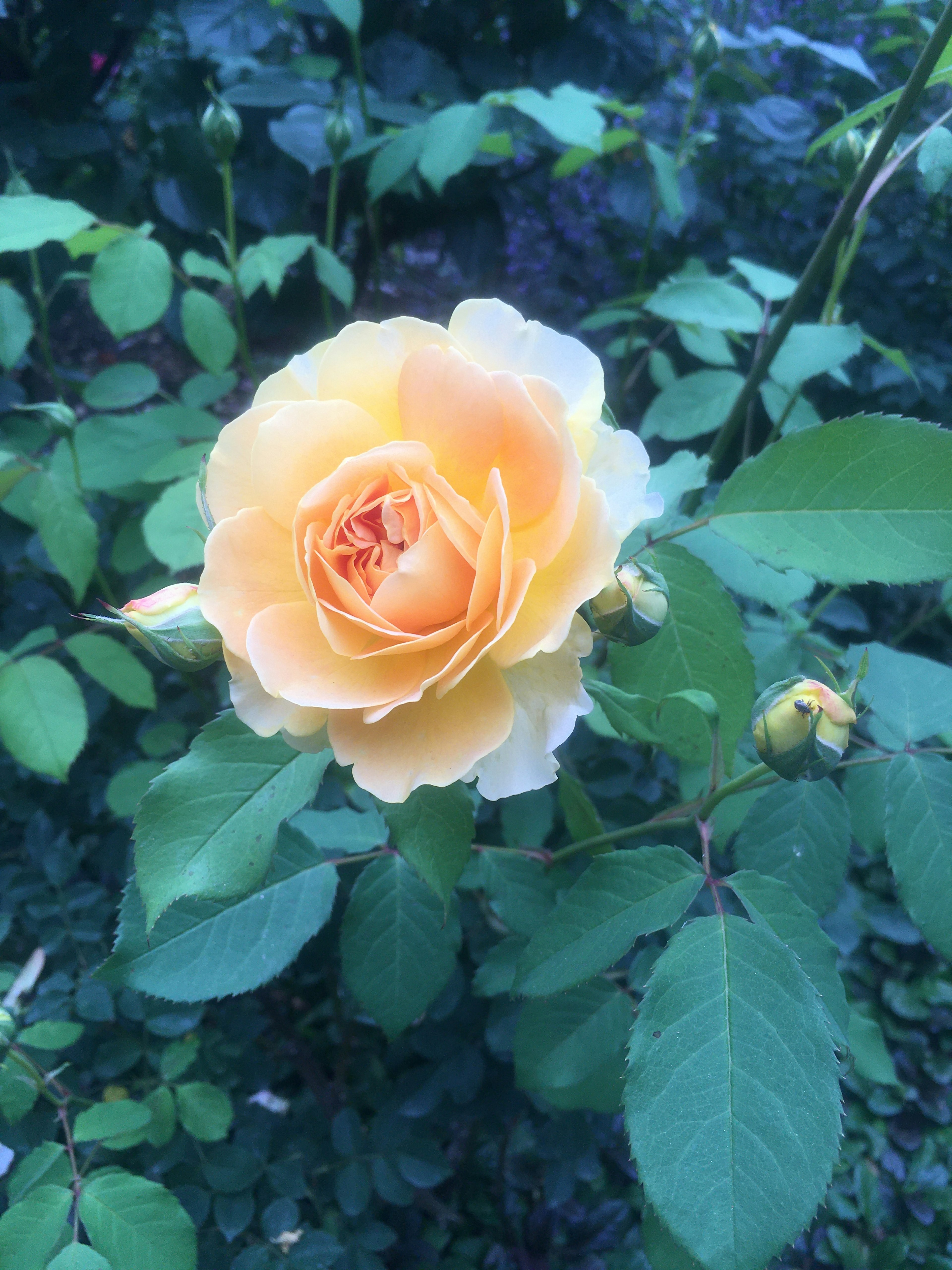 美しいオレンジ色のバラの花と緑の葉