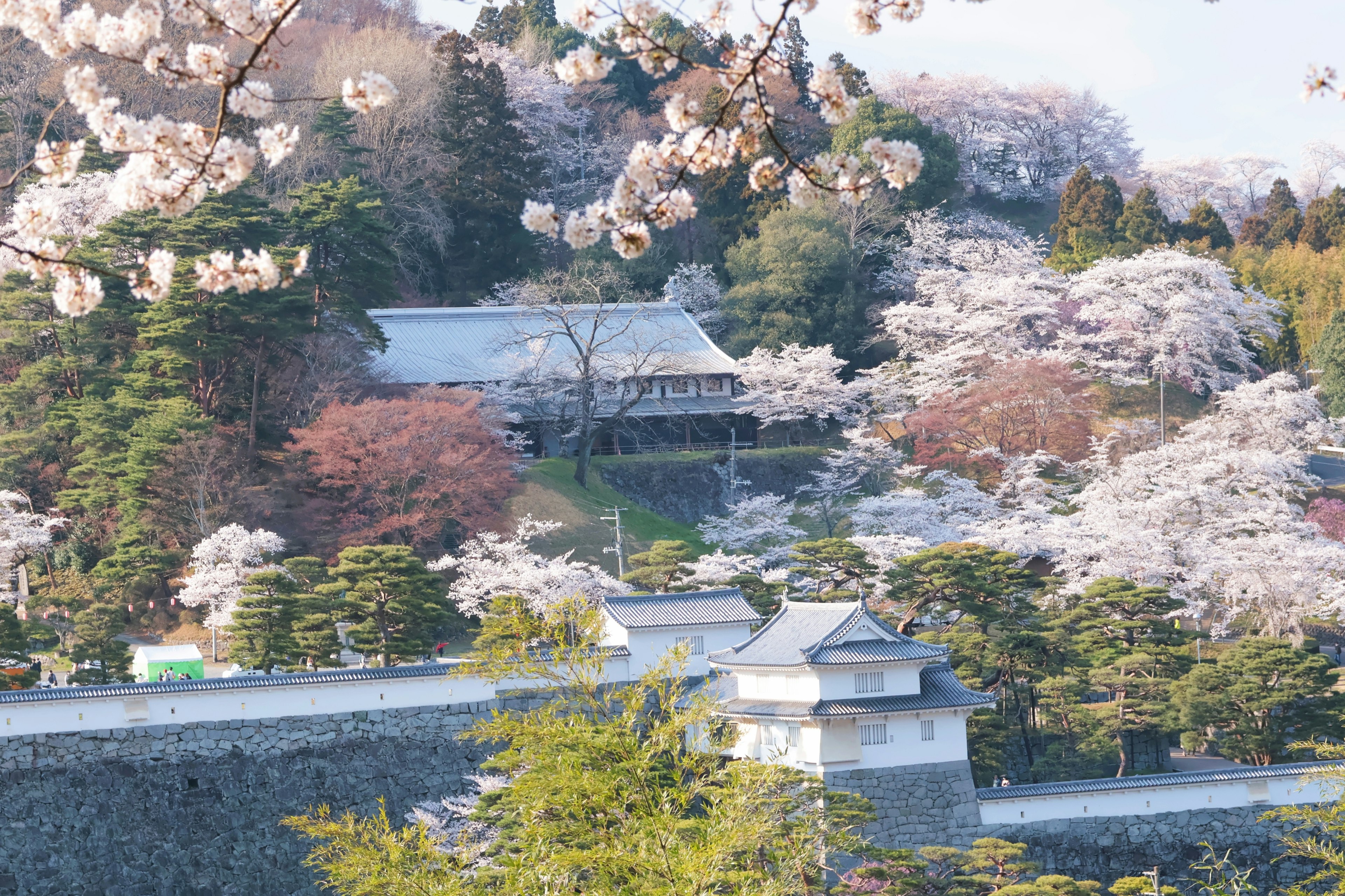 Traditionelles japanisches Gebäude umgeben von blühenden Kirschbäumen