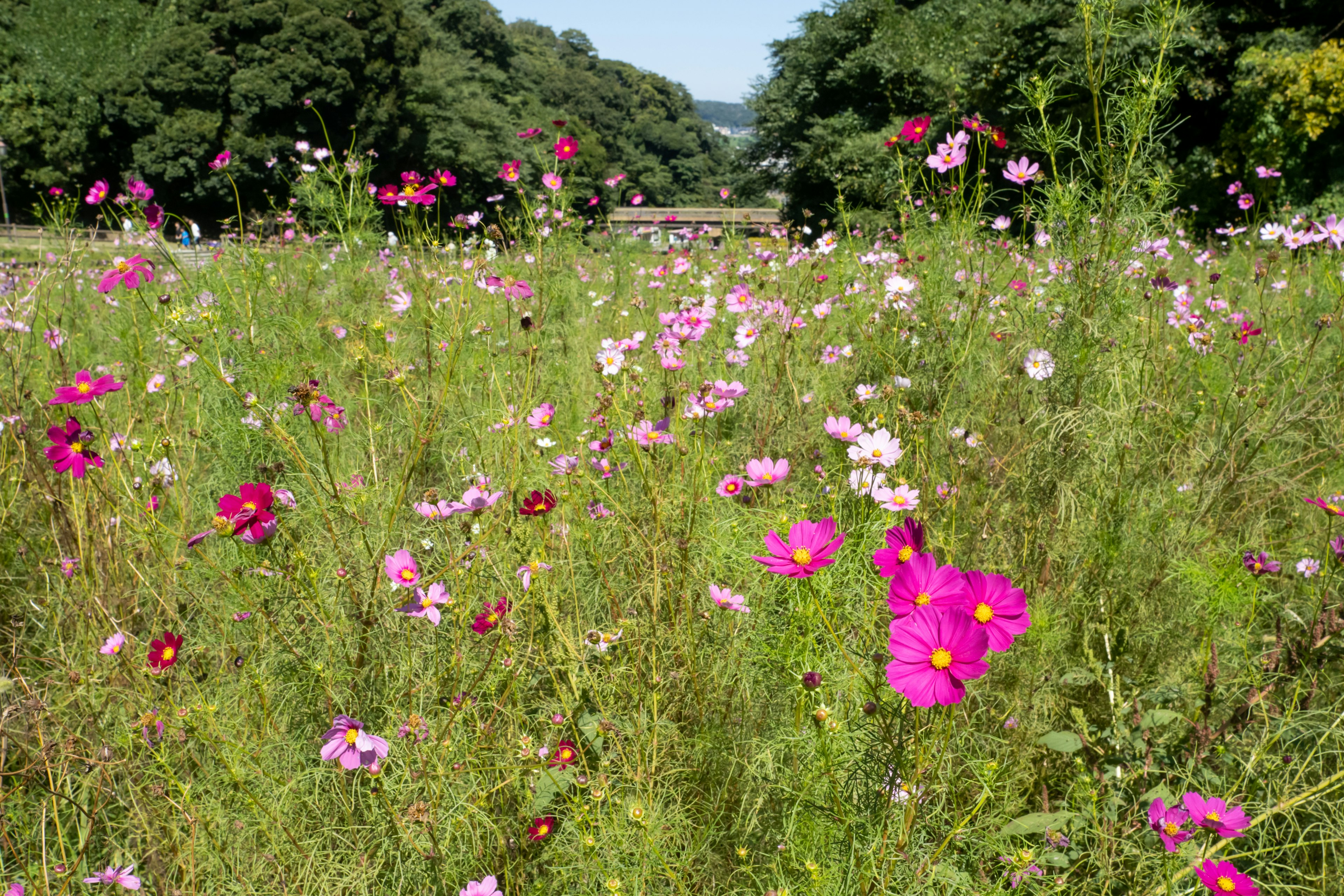 Un prato vibrante pieno di fiori in fiore