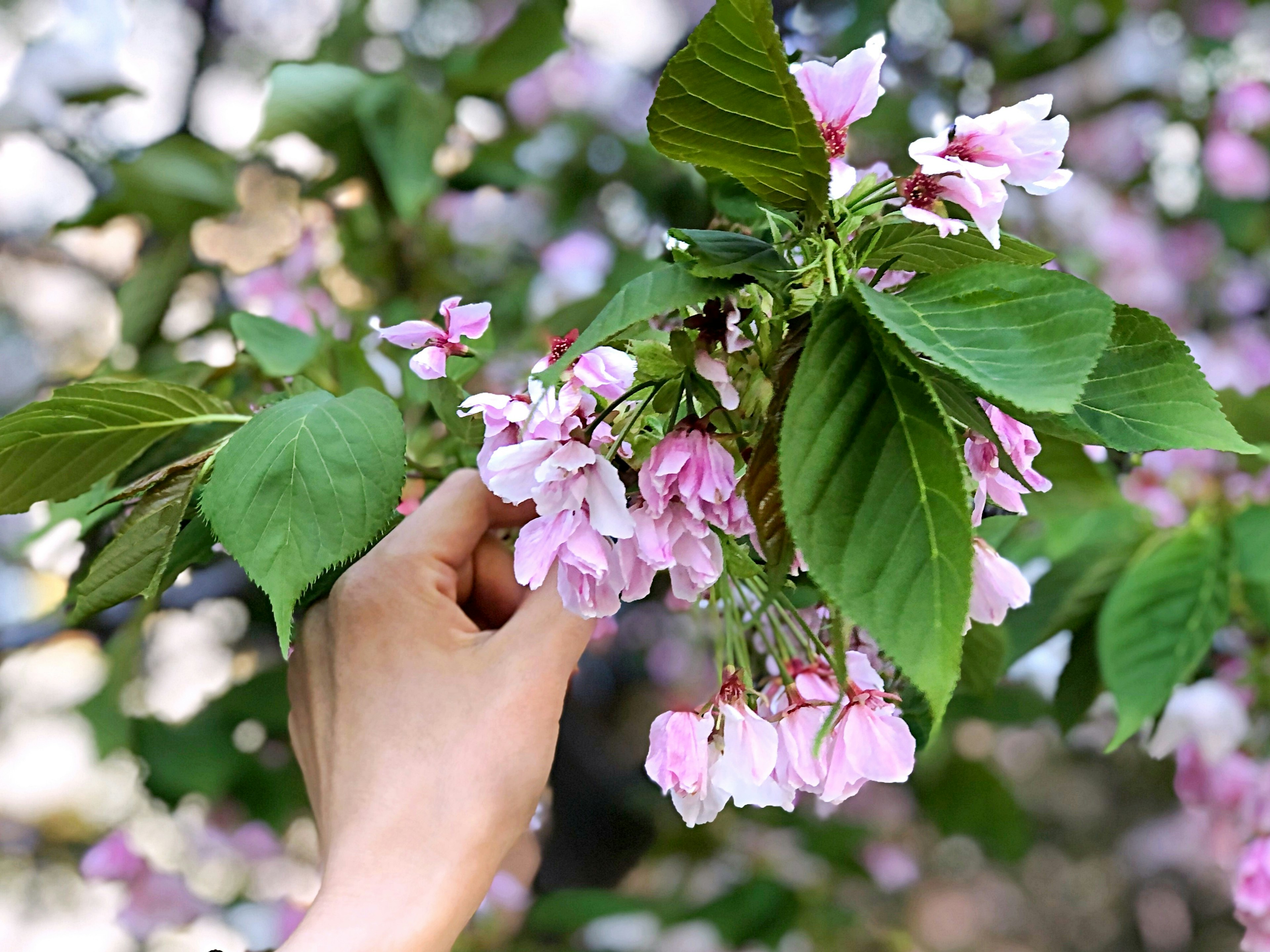 Gros plan d'une main tenant des fleurs et des feuilles de cerisier