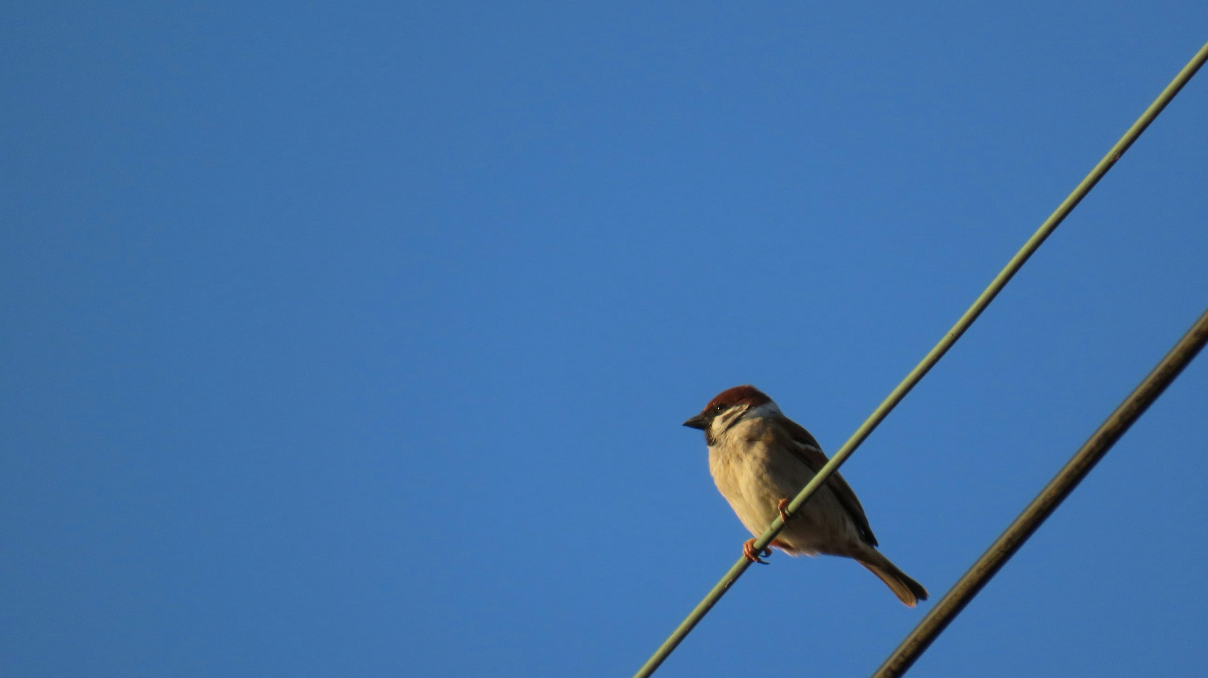 Un pequeño pájaro posado en un cable eléctrico bajo un cielo azul claro