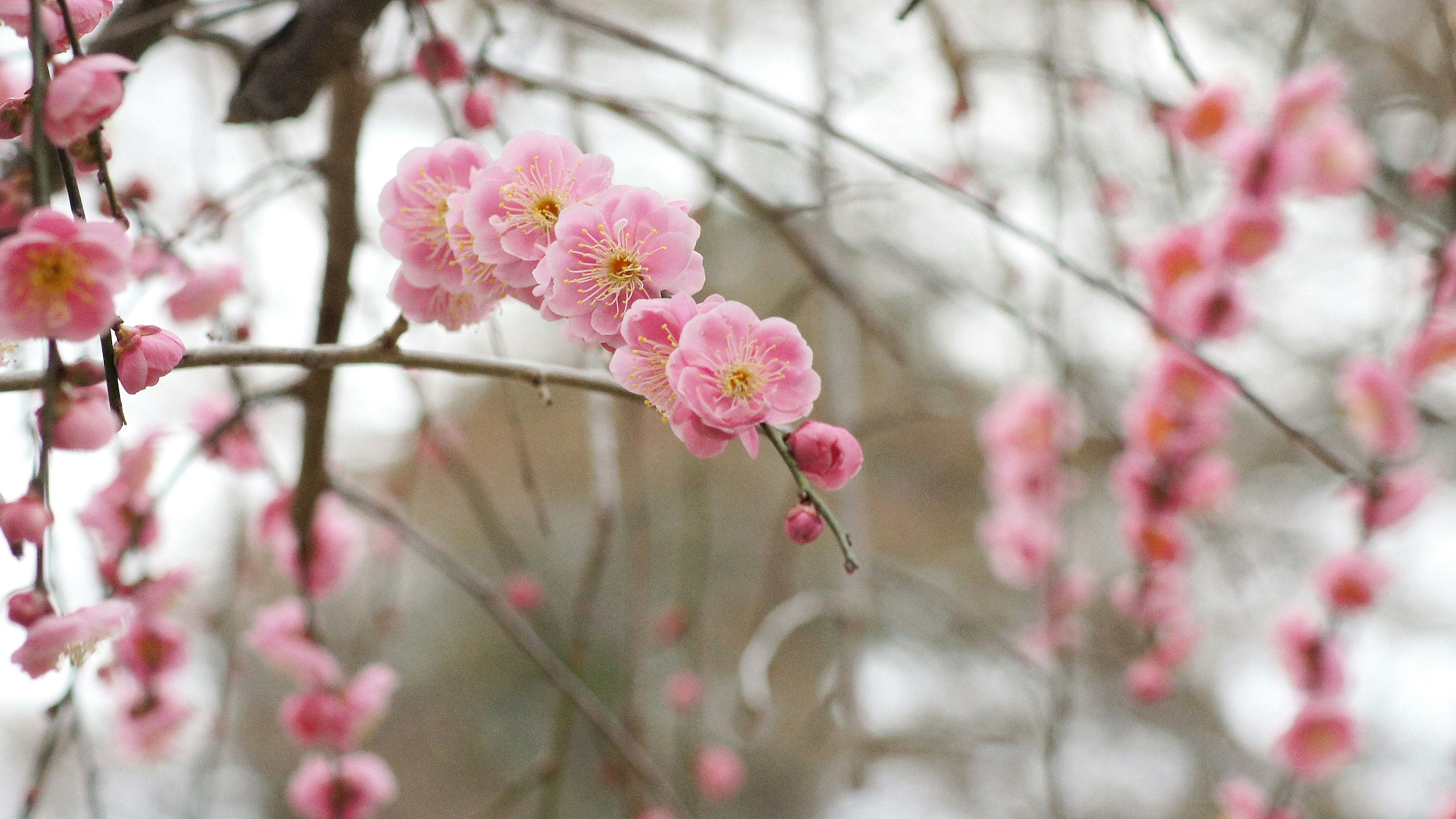 Close-up of branches with light pink blossoms