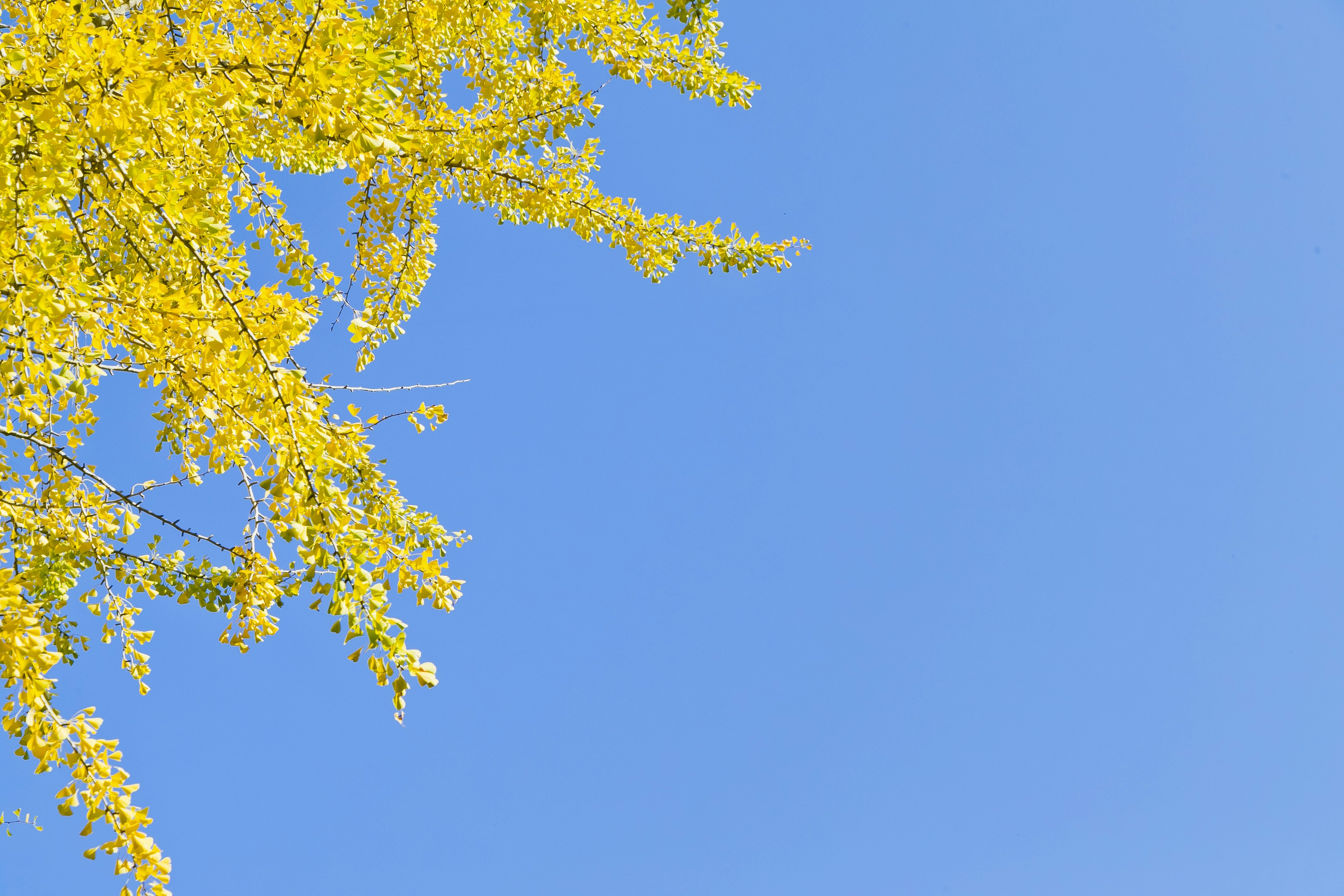 Baumzweig mit gelben Blättern vor einem blauen Himmel