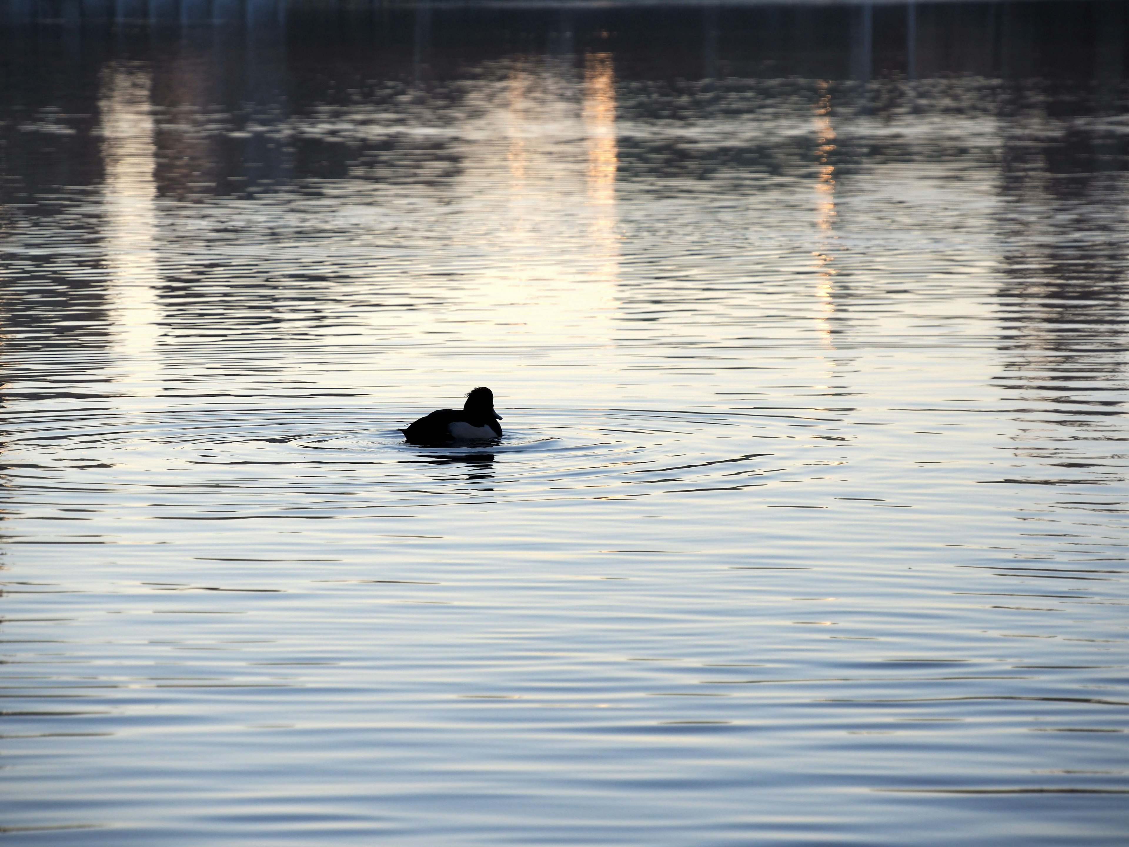 Silhouette of a duck floating on a calm lake surface