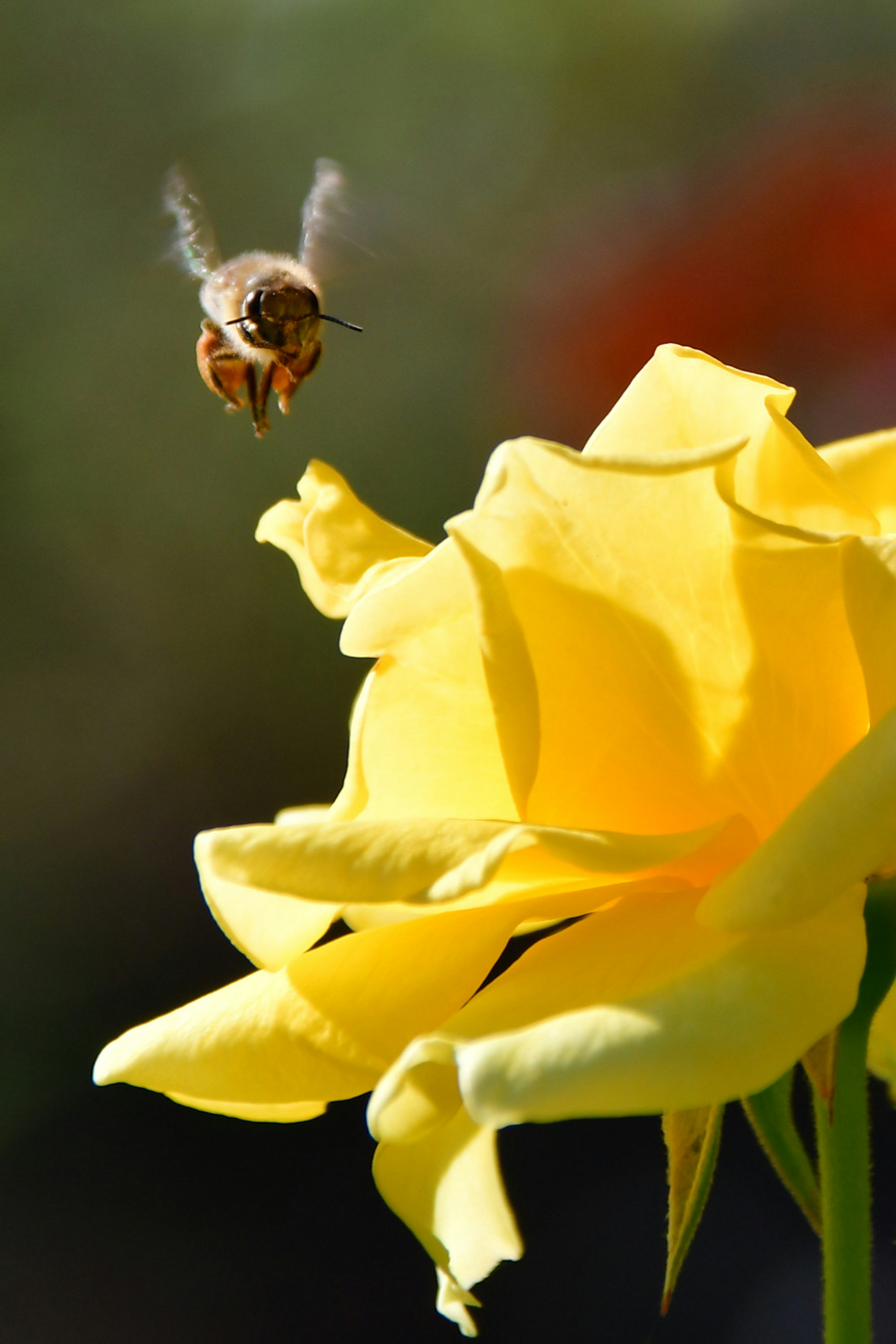 A bee hovering near a yellow rose flower