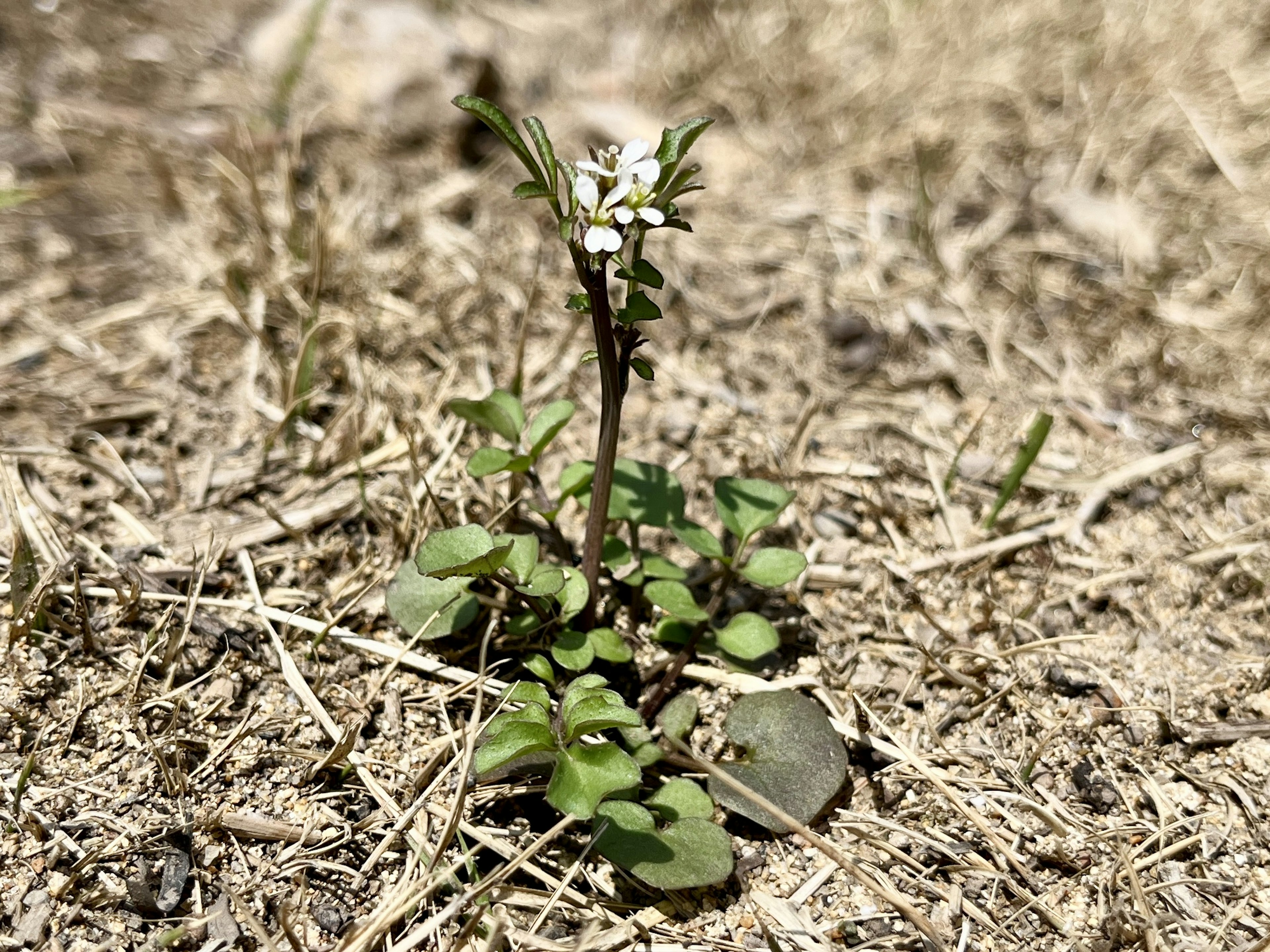 A small plant with white flowers growing in dry soil