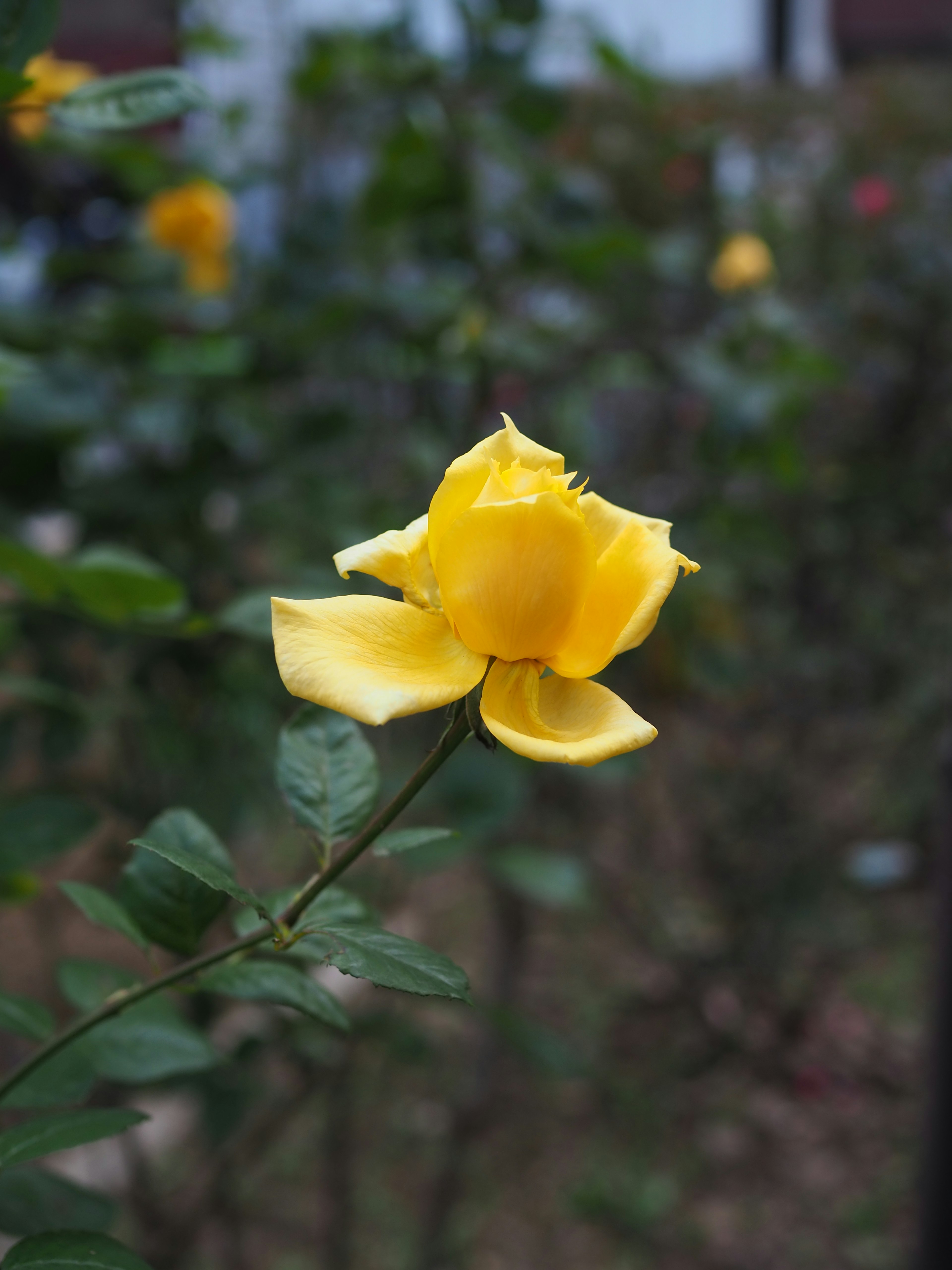 Une rose jaune vive fleurissant dans un jardin