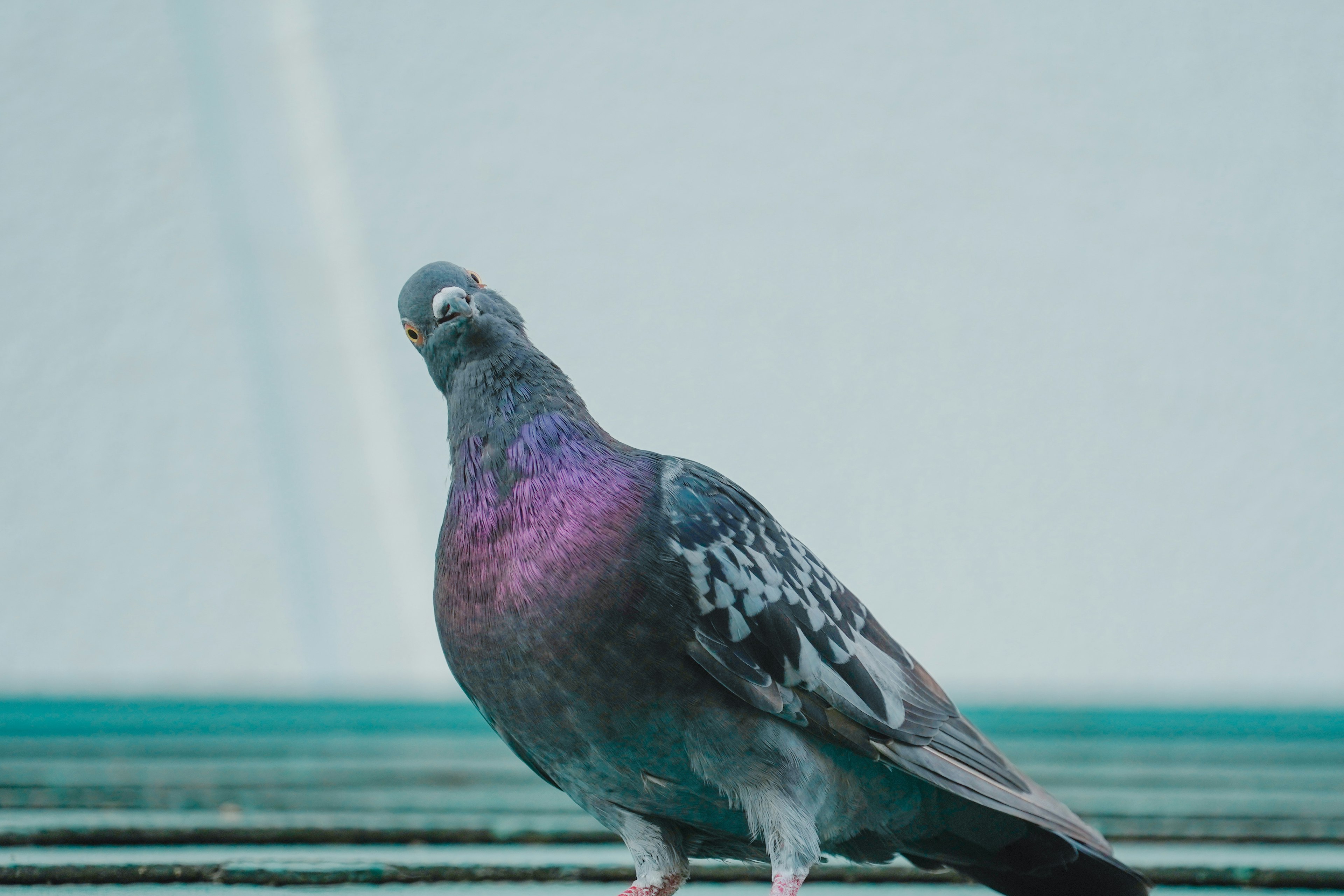 Eine schöne Taube mit schillernden Farben, die zur Seite schaut