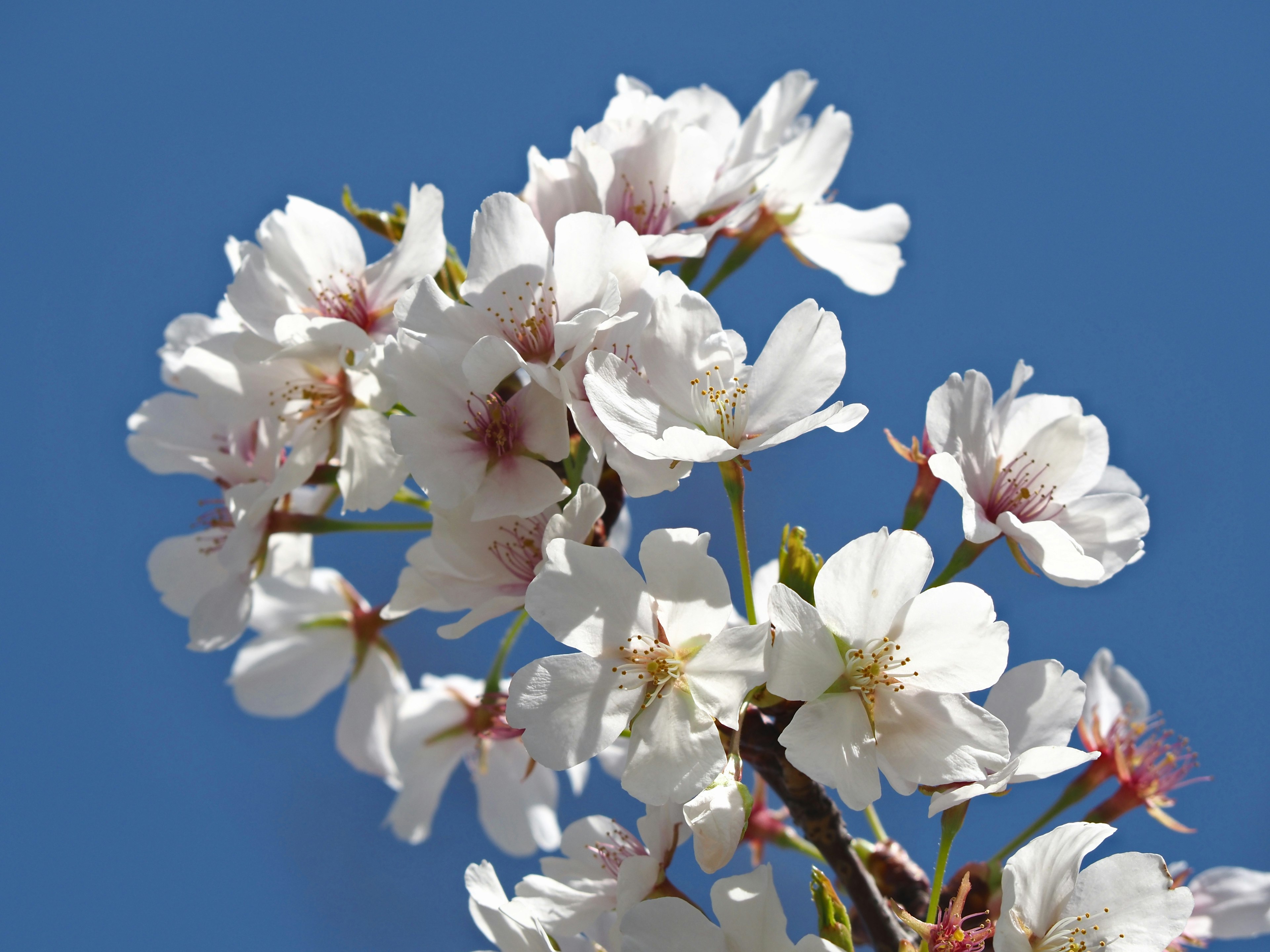 Gros plan sur des fleurs de cerisier sur fond de ciel bleu