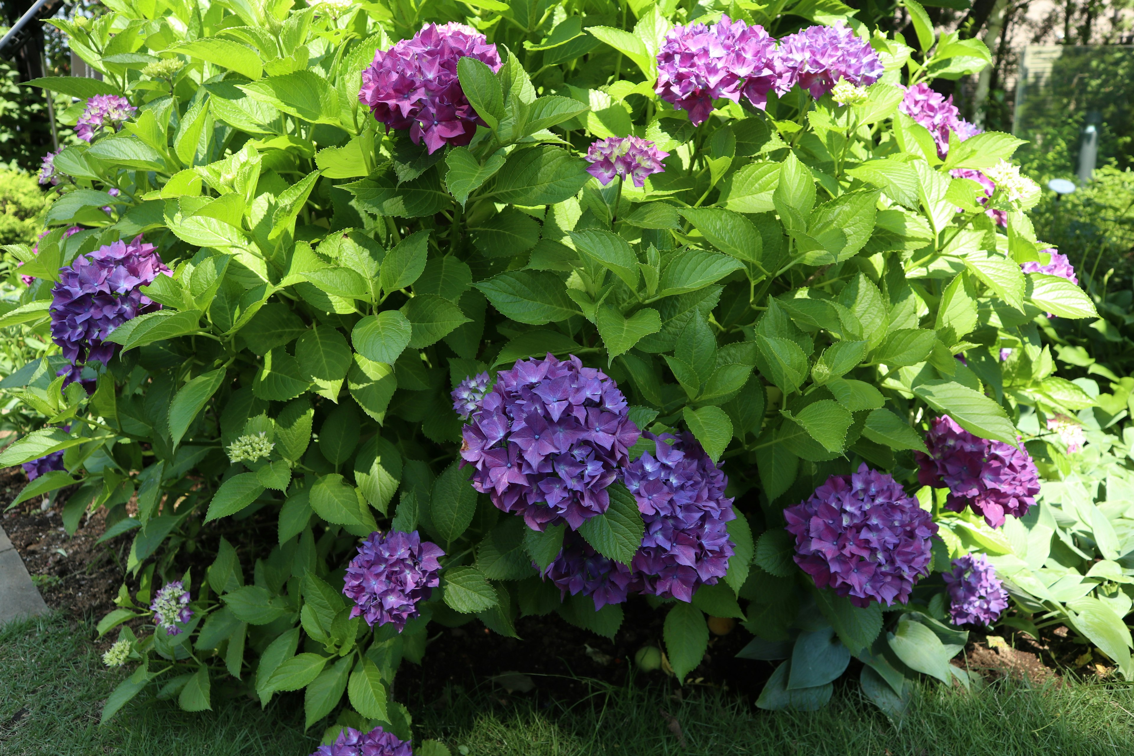 A bush of blooming hydrangeas in shades of purple surrounded by green leaves