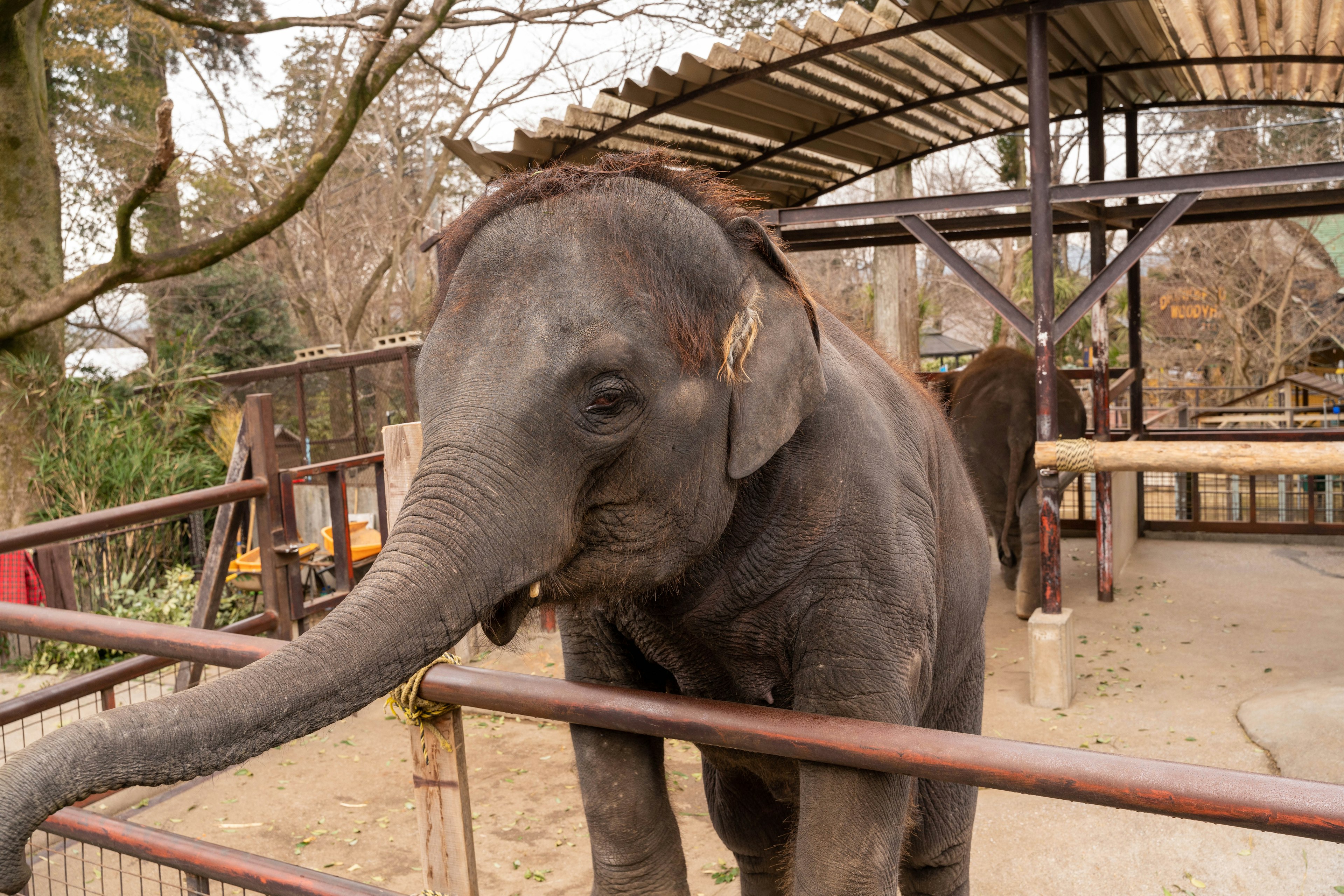 Close-up gajah di depan kandang dikelilingi pohon dan struktur kebun binatang