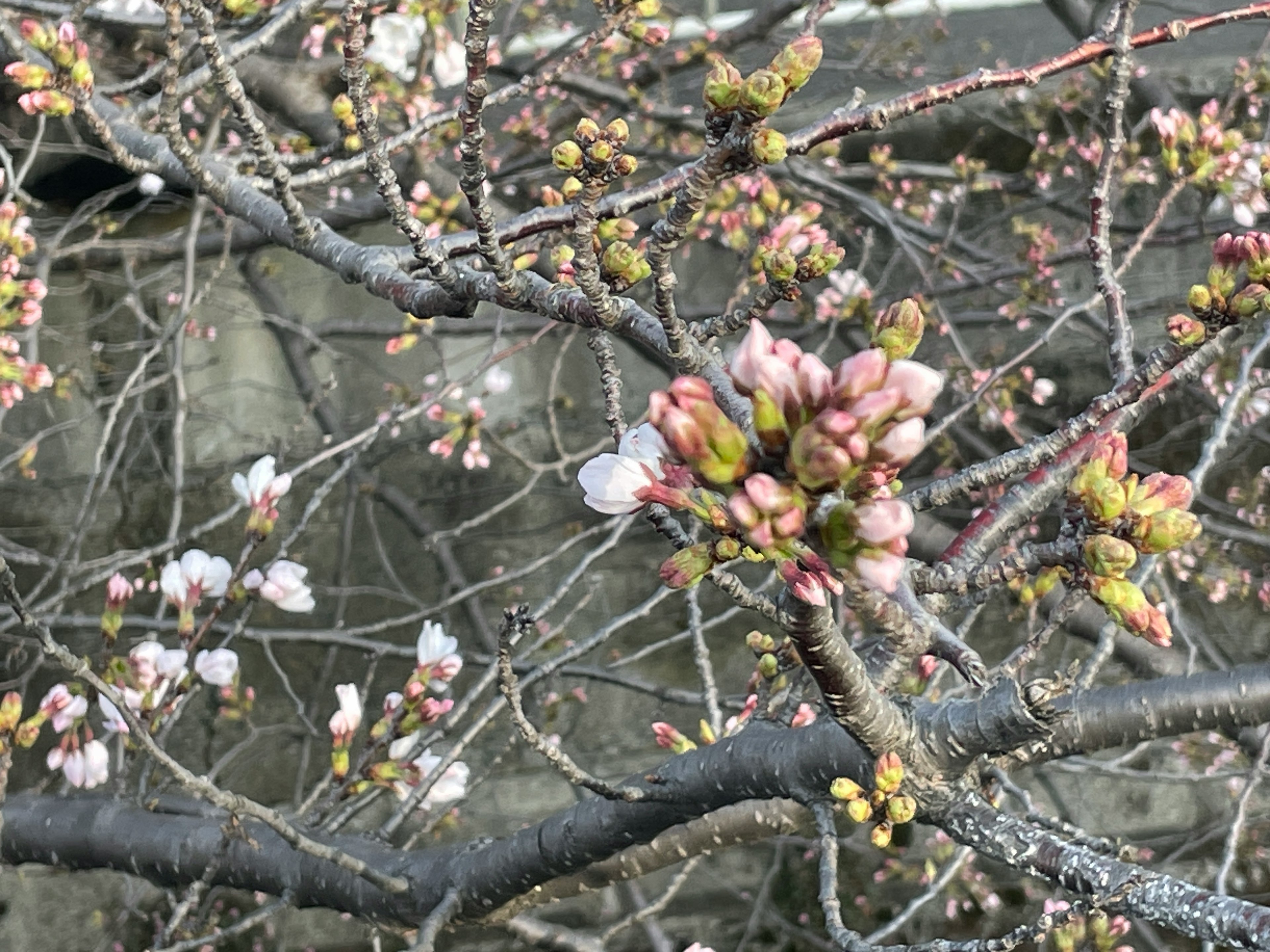 桜のつぼみが咲きかけた枝のクローズアップ