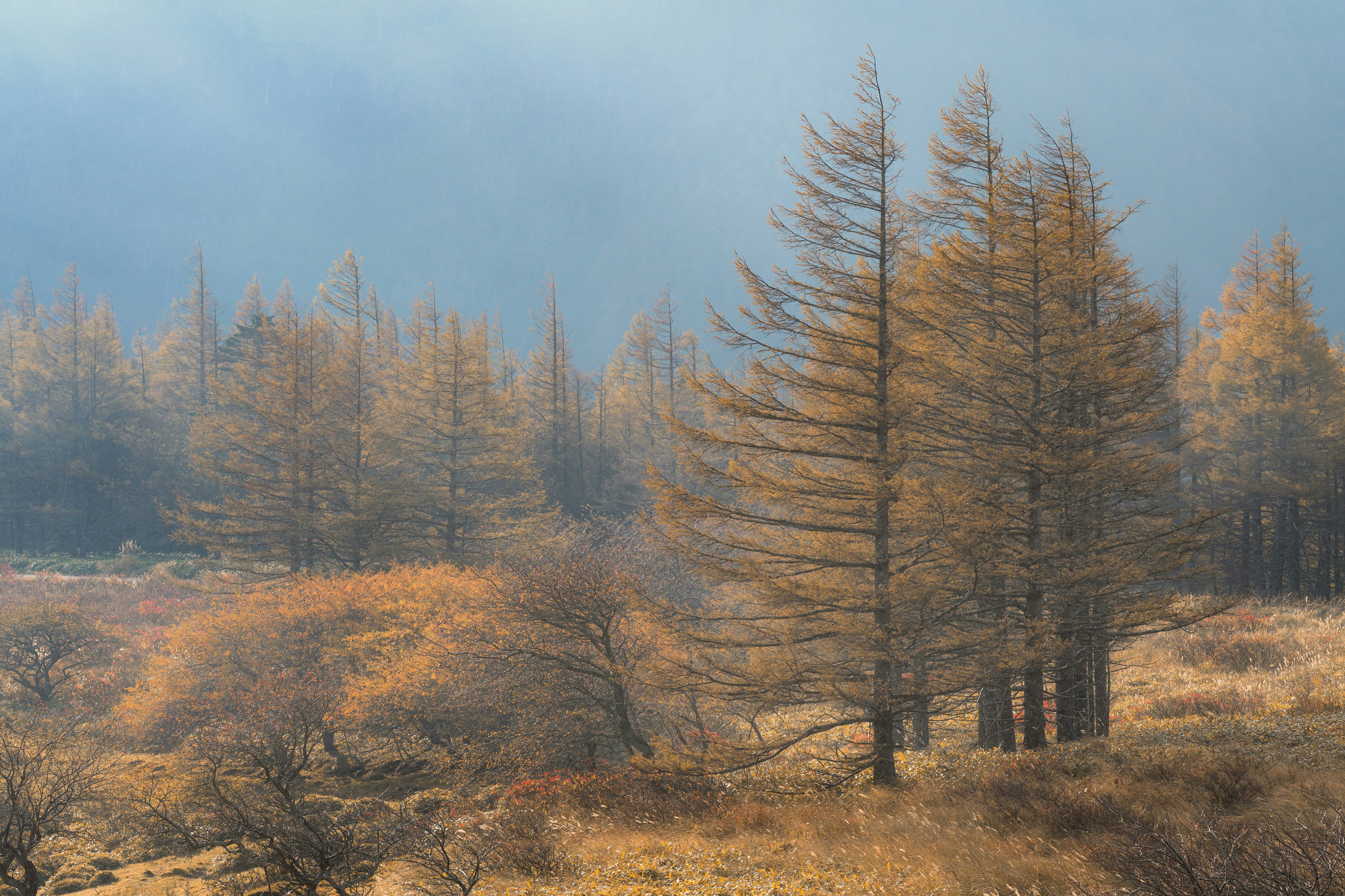 Paisaje forestal quemado con árboles naranjas envueltos en humo