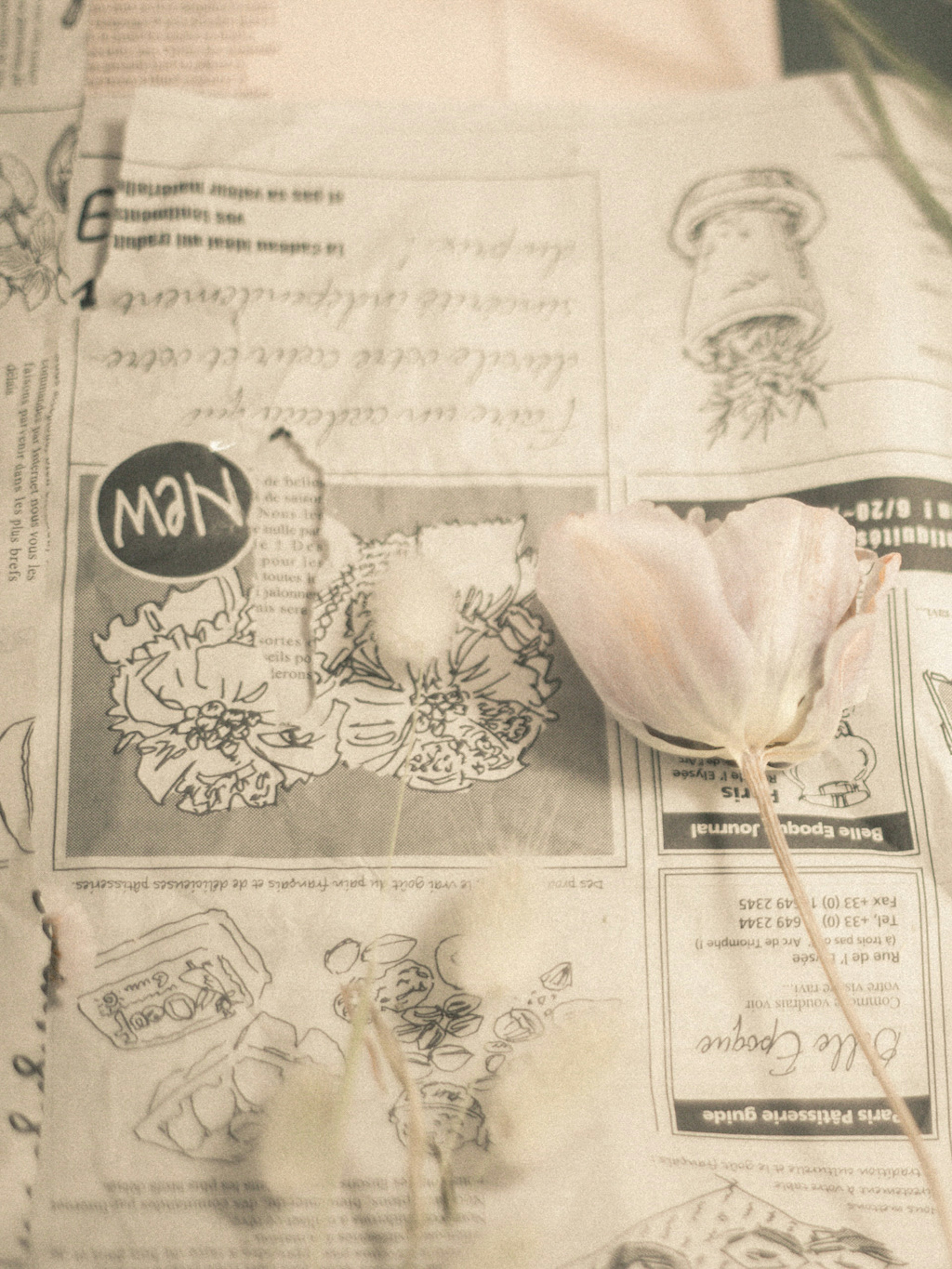 A white flower resting on newspaper with illustrations