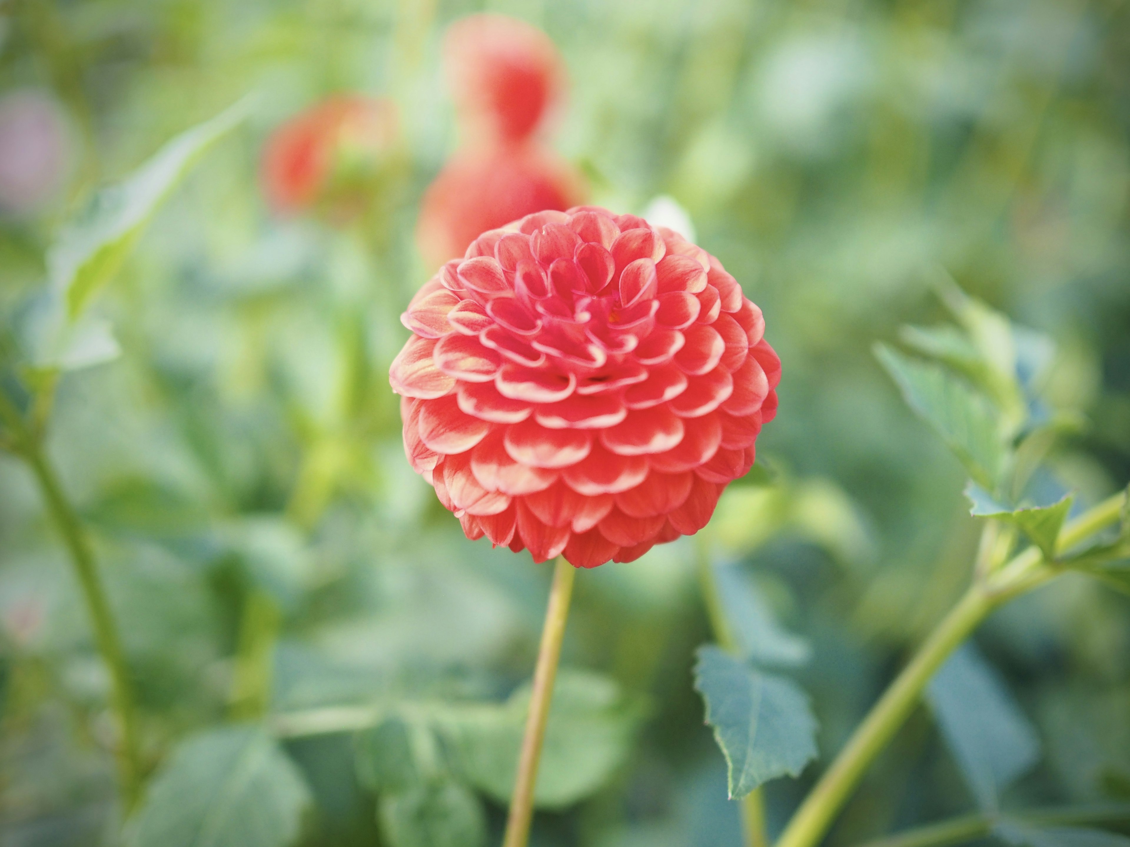 Una flor de dalia roja rodeada de hojas verdes