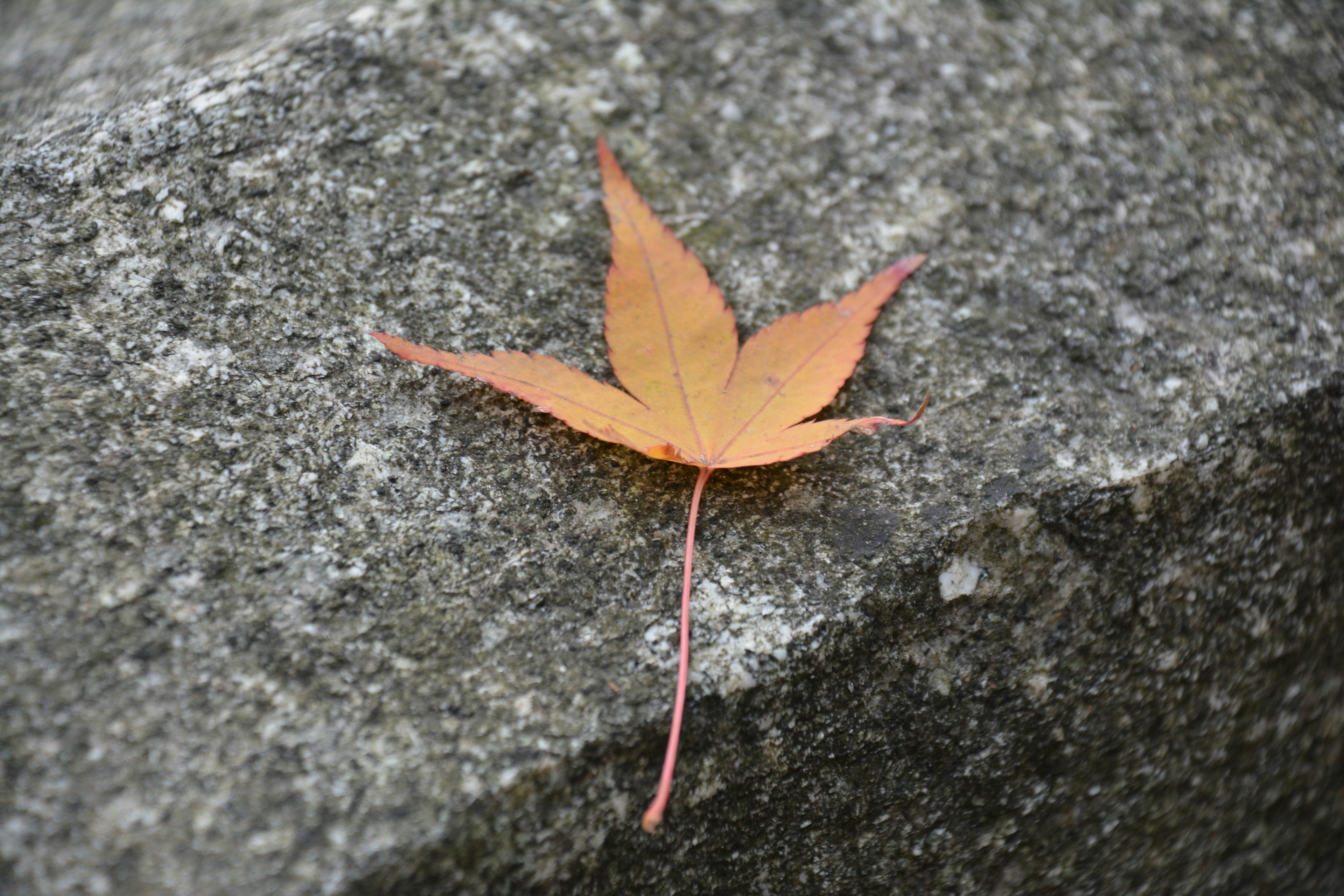 Une feuille d'érable orange reposant sur une surface rocheuse