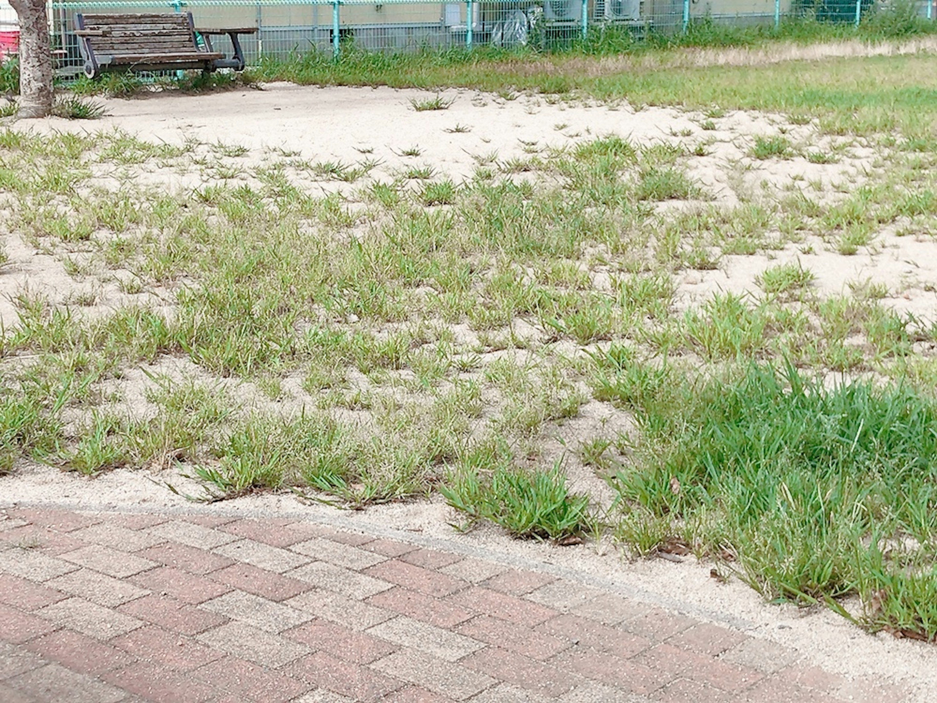 Une zone herbeuse avec un banc et un chemin pavé visible