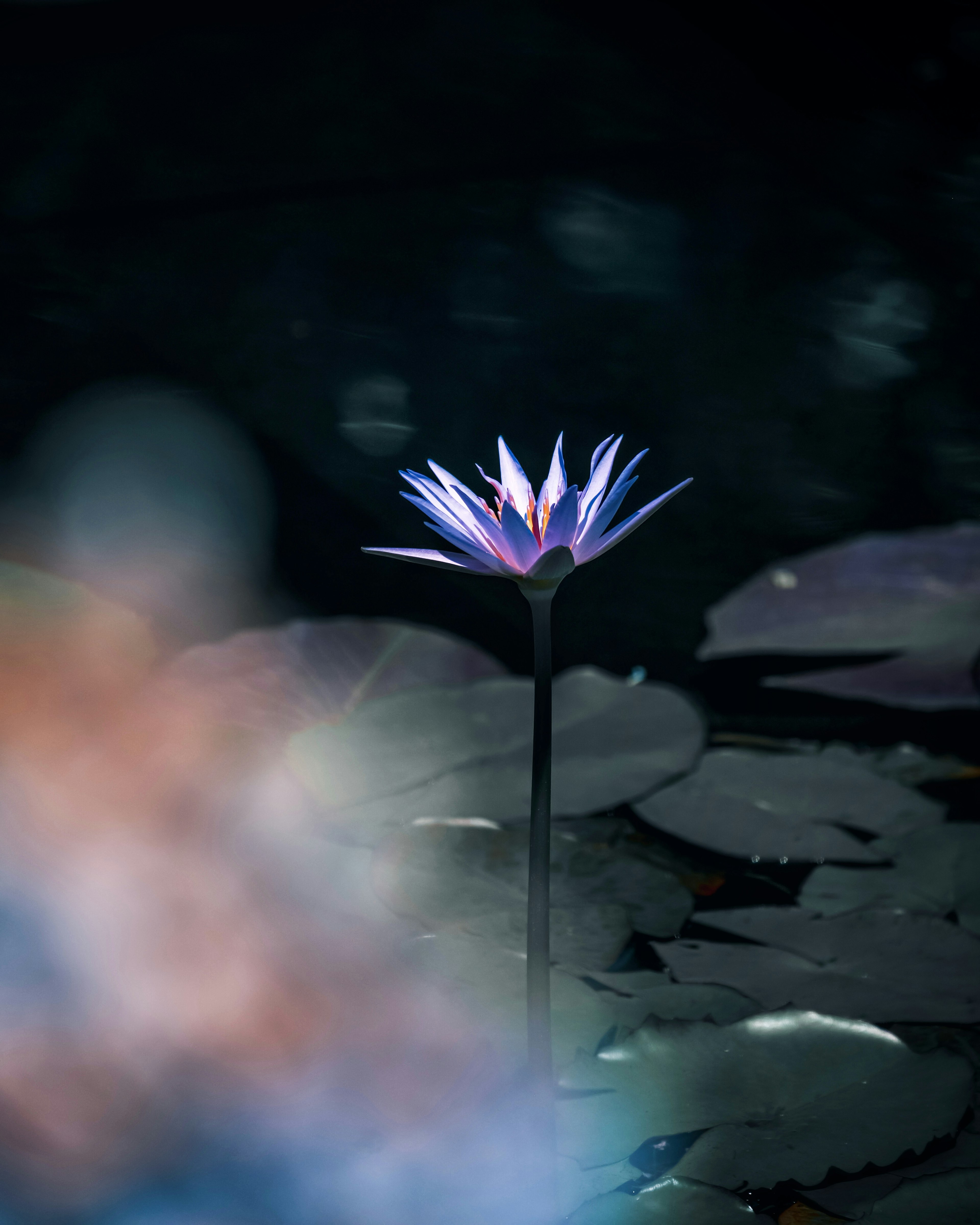 A blue-purple water lily flower floating on a dark water surface