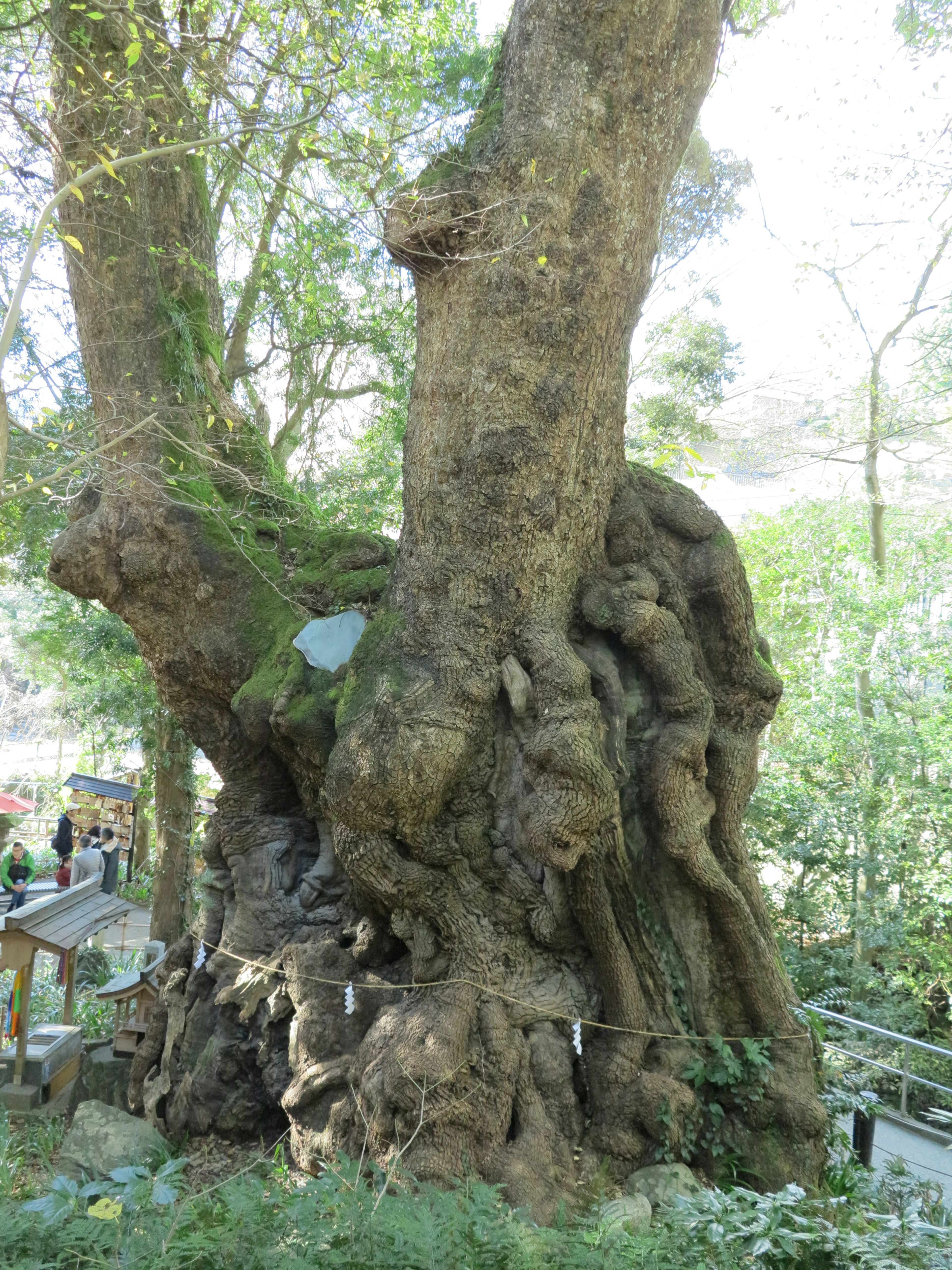 Alter Baum mit komplexer Rinde und grünem Moos an seiner Basis