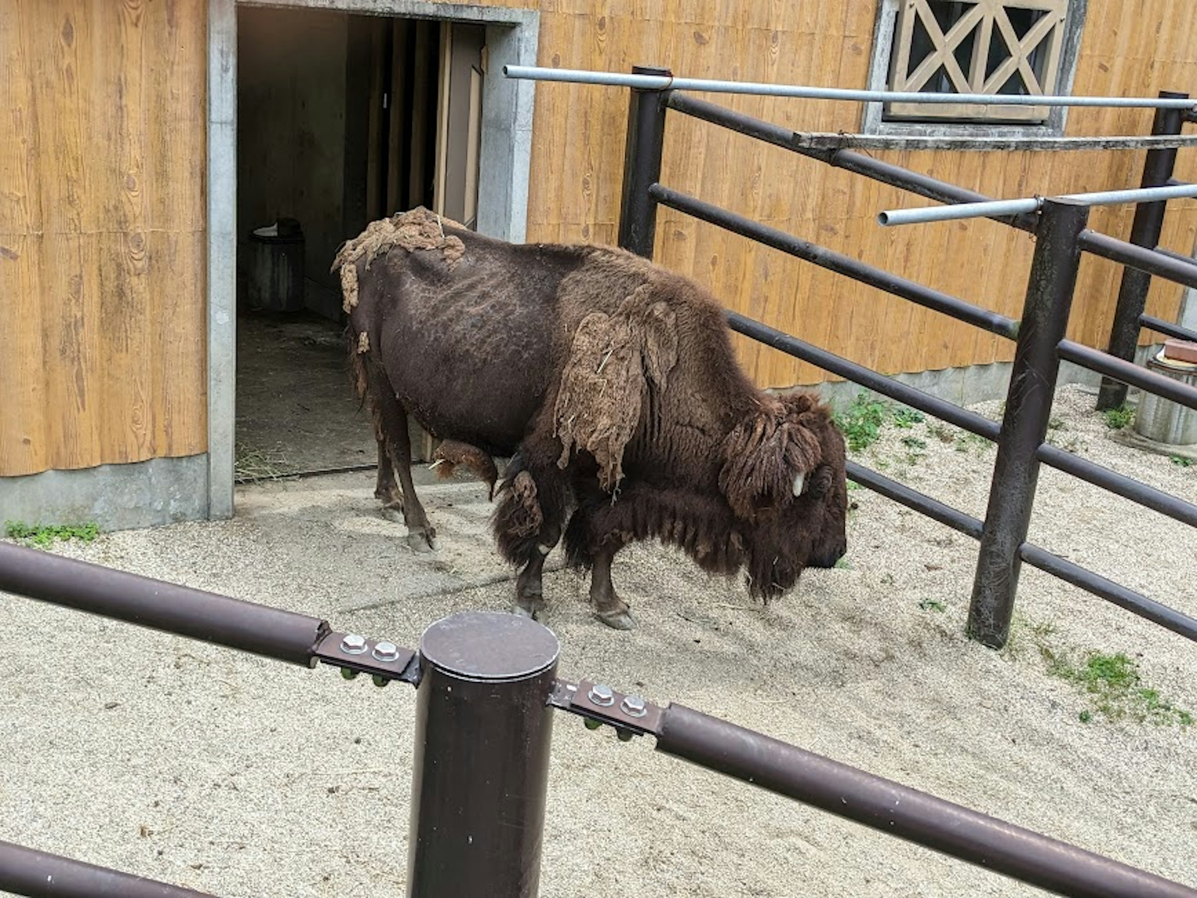 Bisonte che esce da un fienile in un recinto