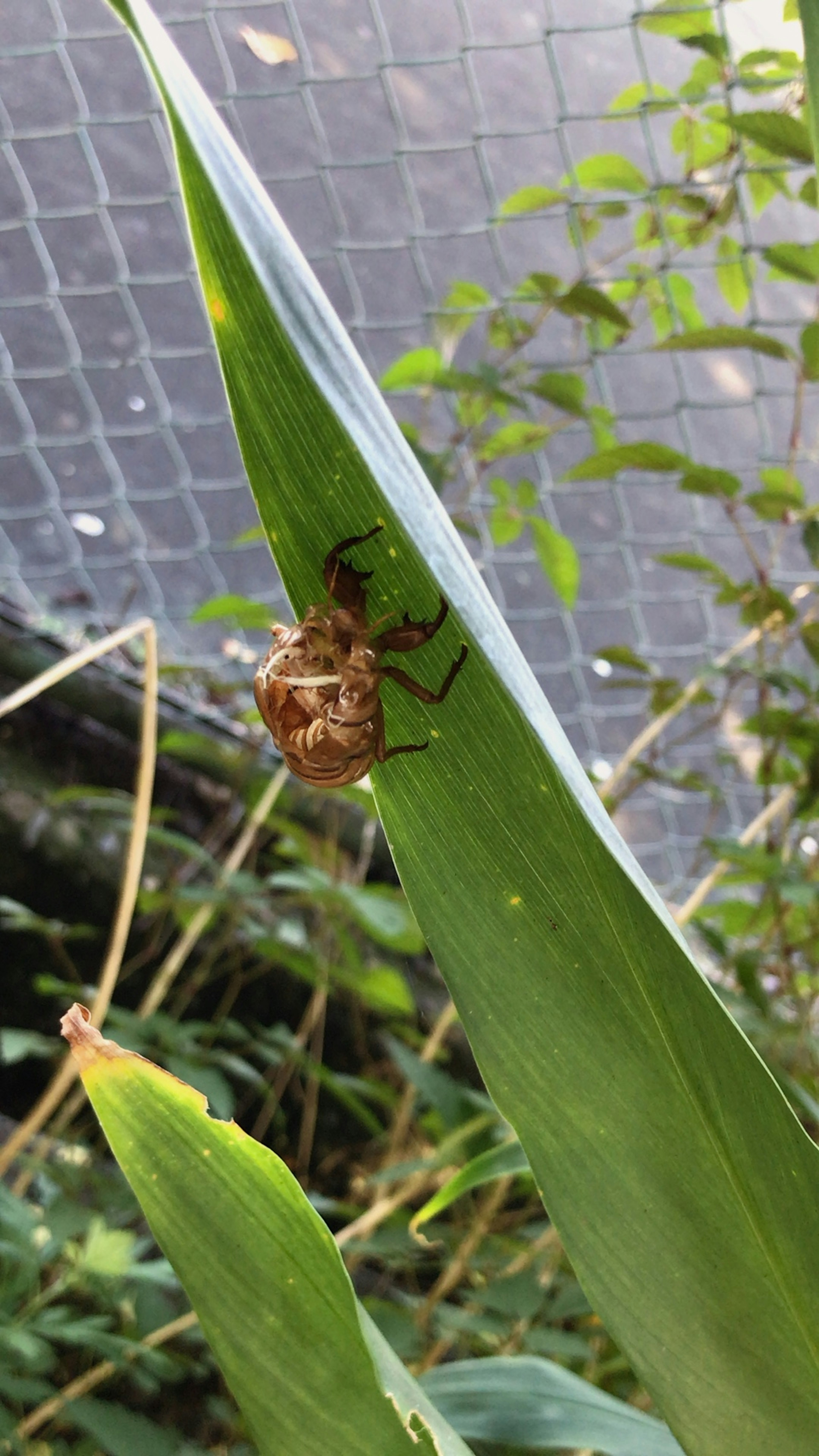 Cicada shell resting on a green leaf with a fence in the background