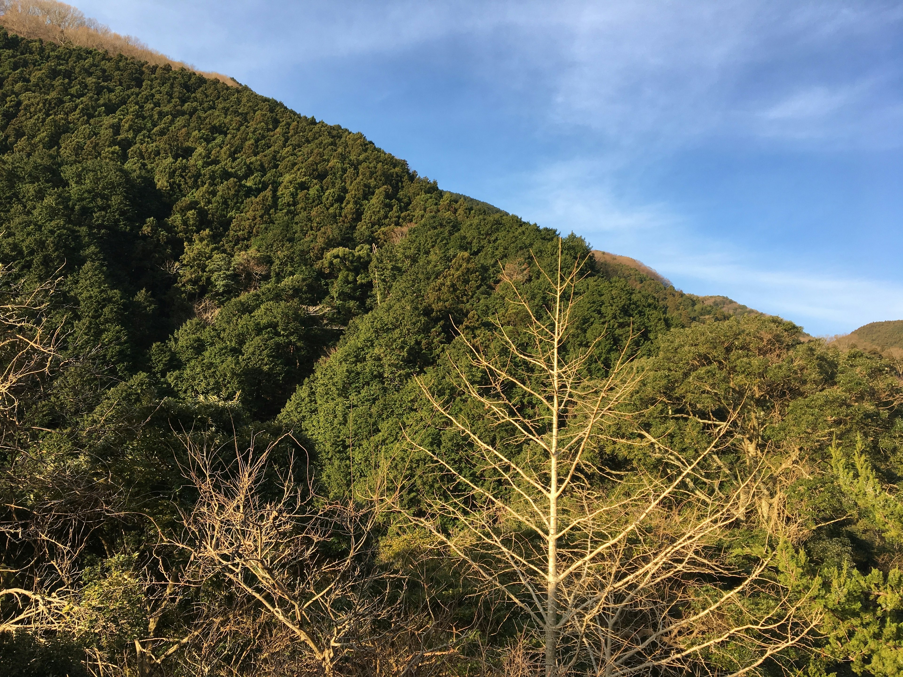 緑の丘と青い空の風景枯れた木が目立つ