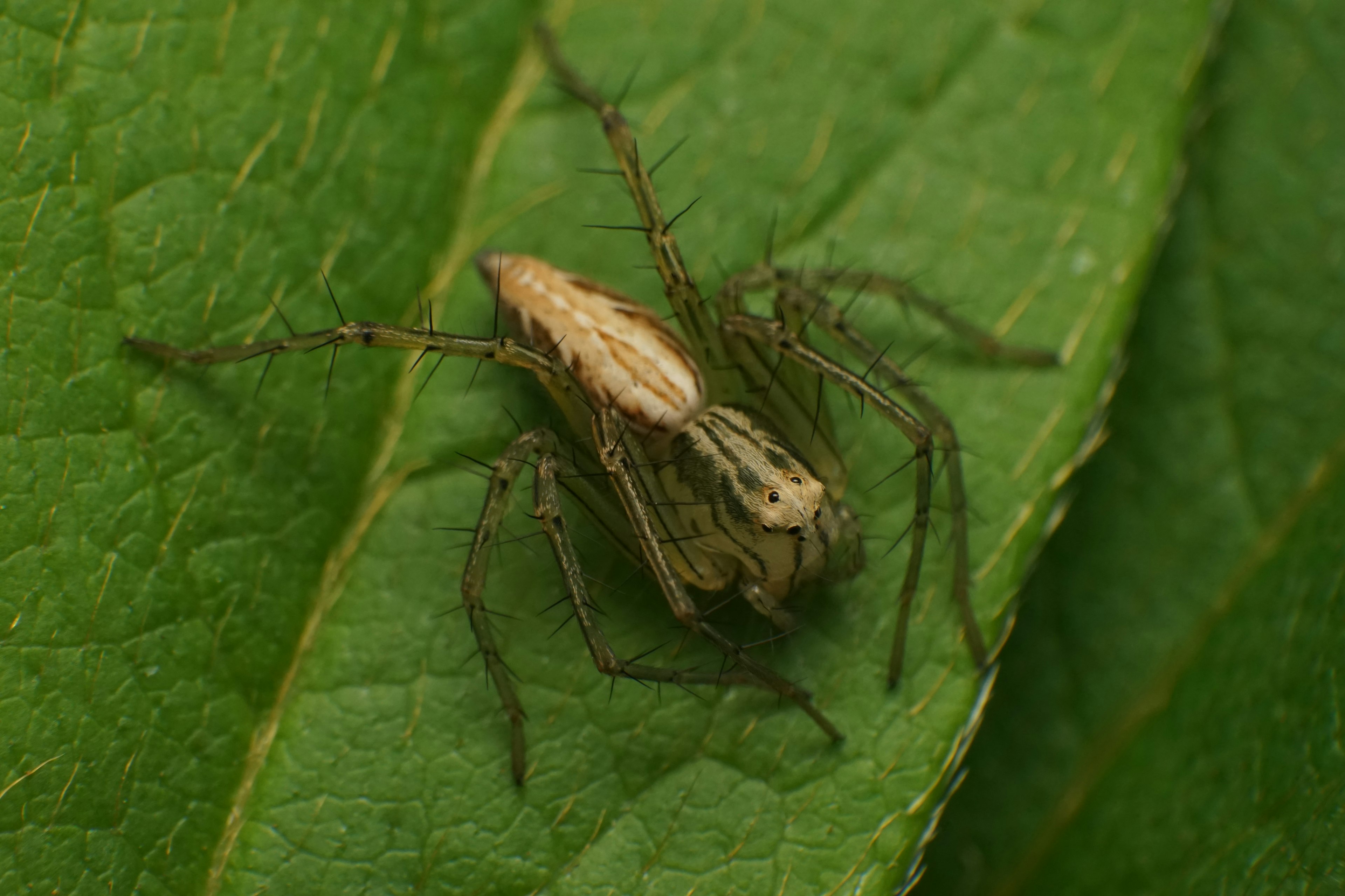 Ein kleines spinnenähnliches Wesen auf einem grünen Blatt