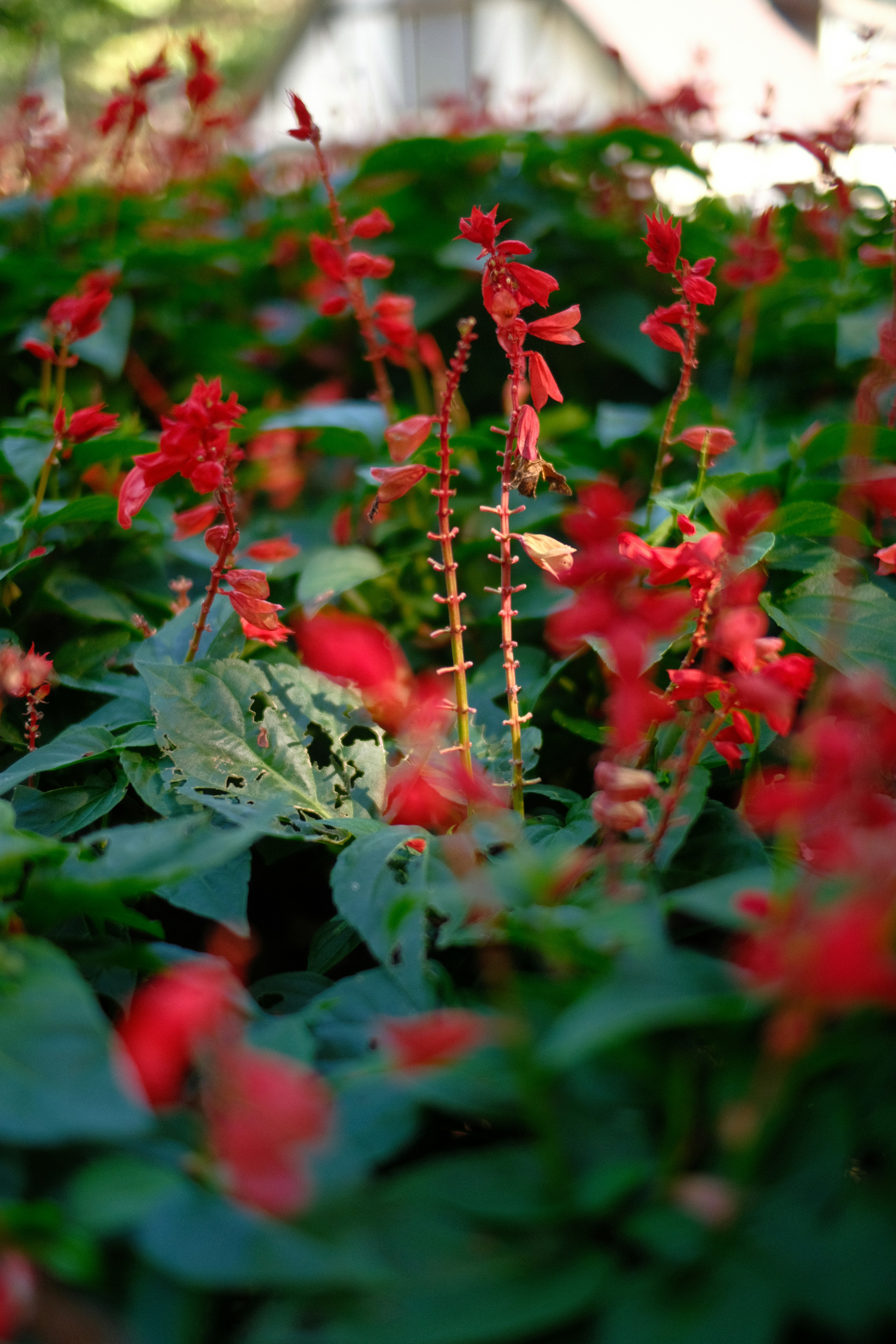 Vibrant red flowers surrounded by lush green leaves in a garden