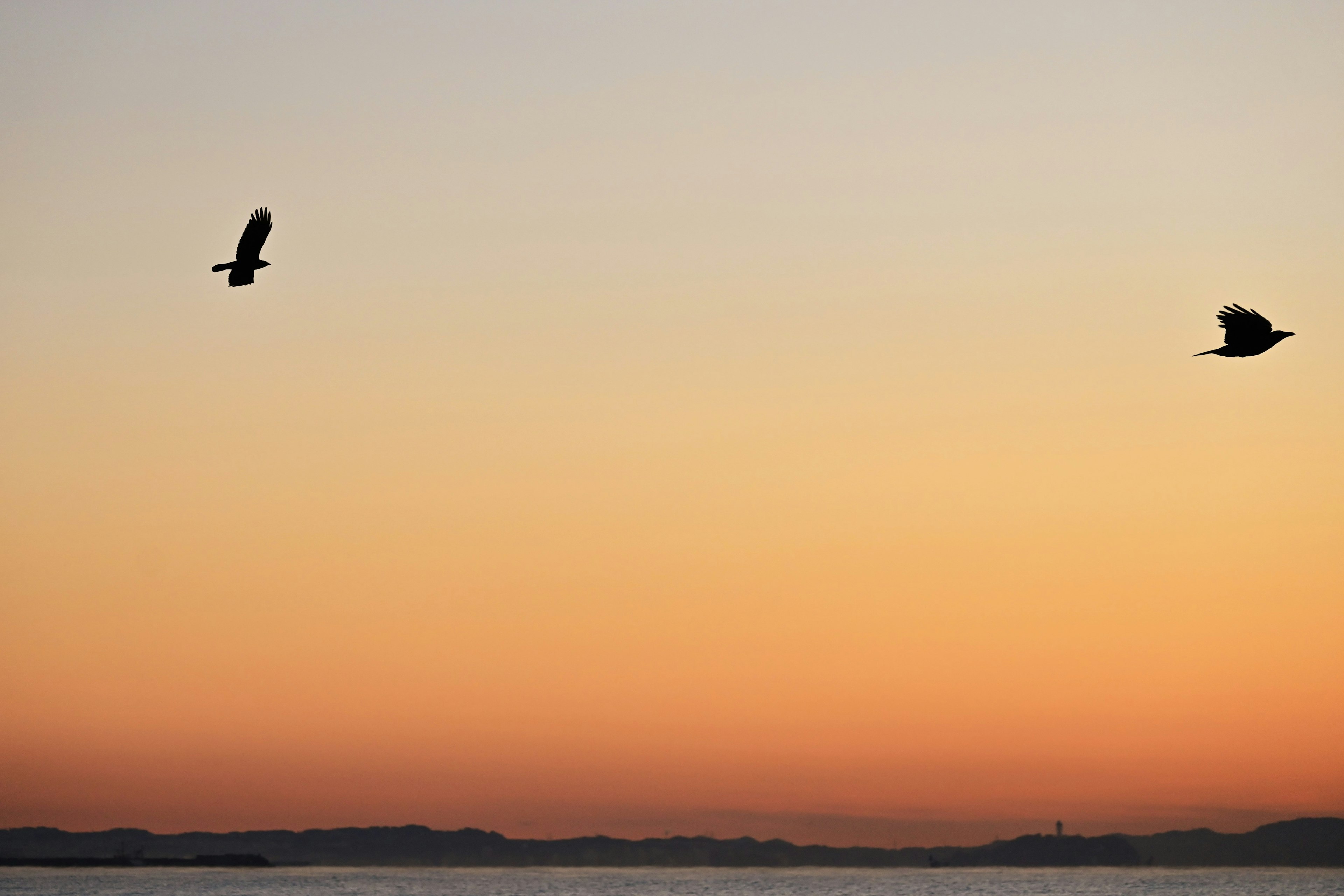 Due uccelli che volano contro un cielo al tramonto