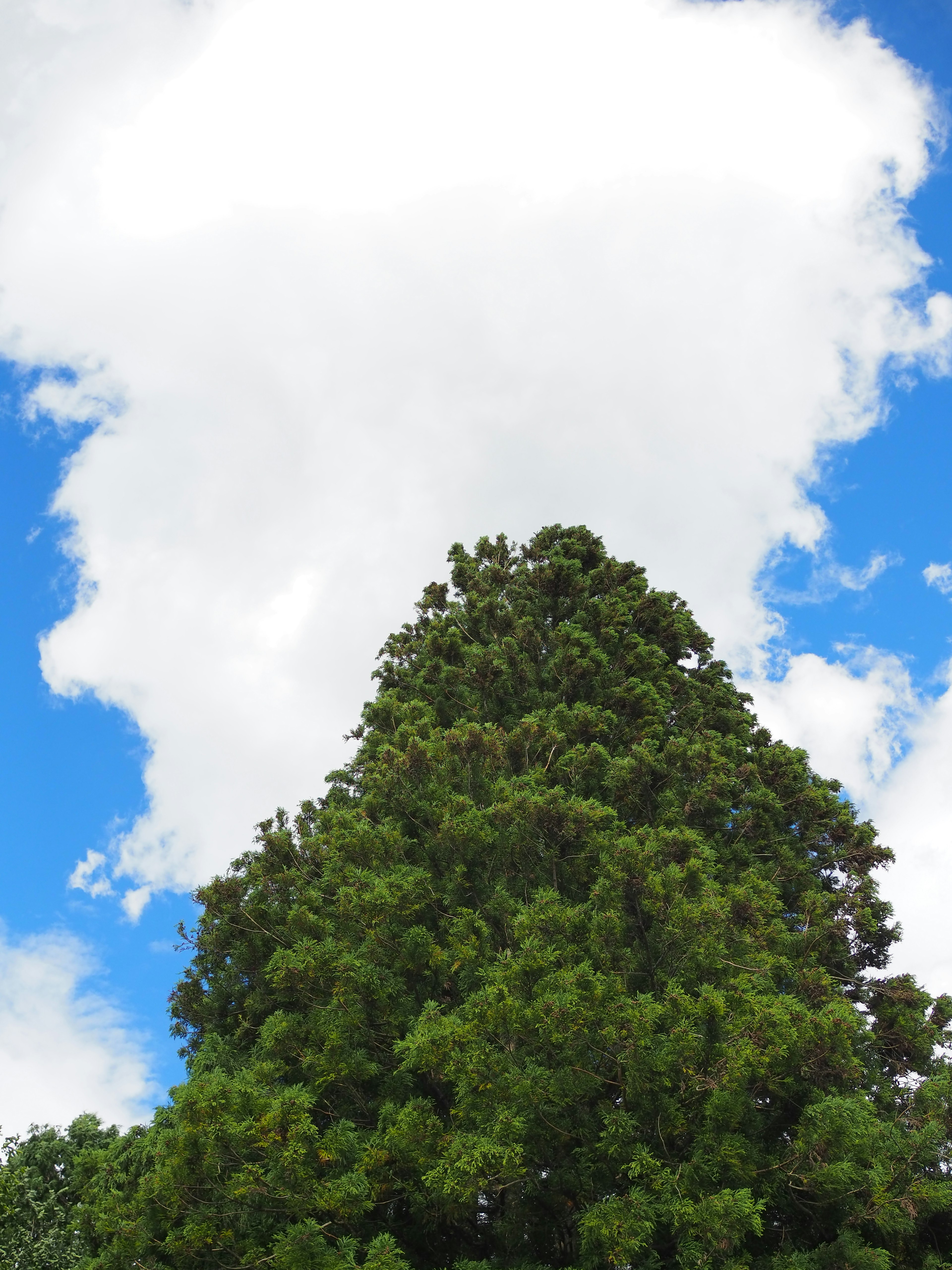 Pohon hijau tinggi di bawah langit biru dengan awan putih