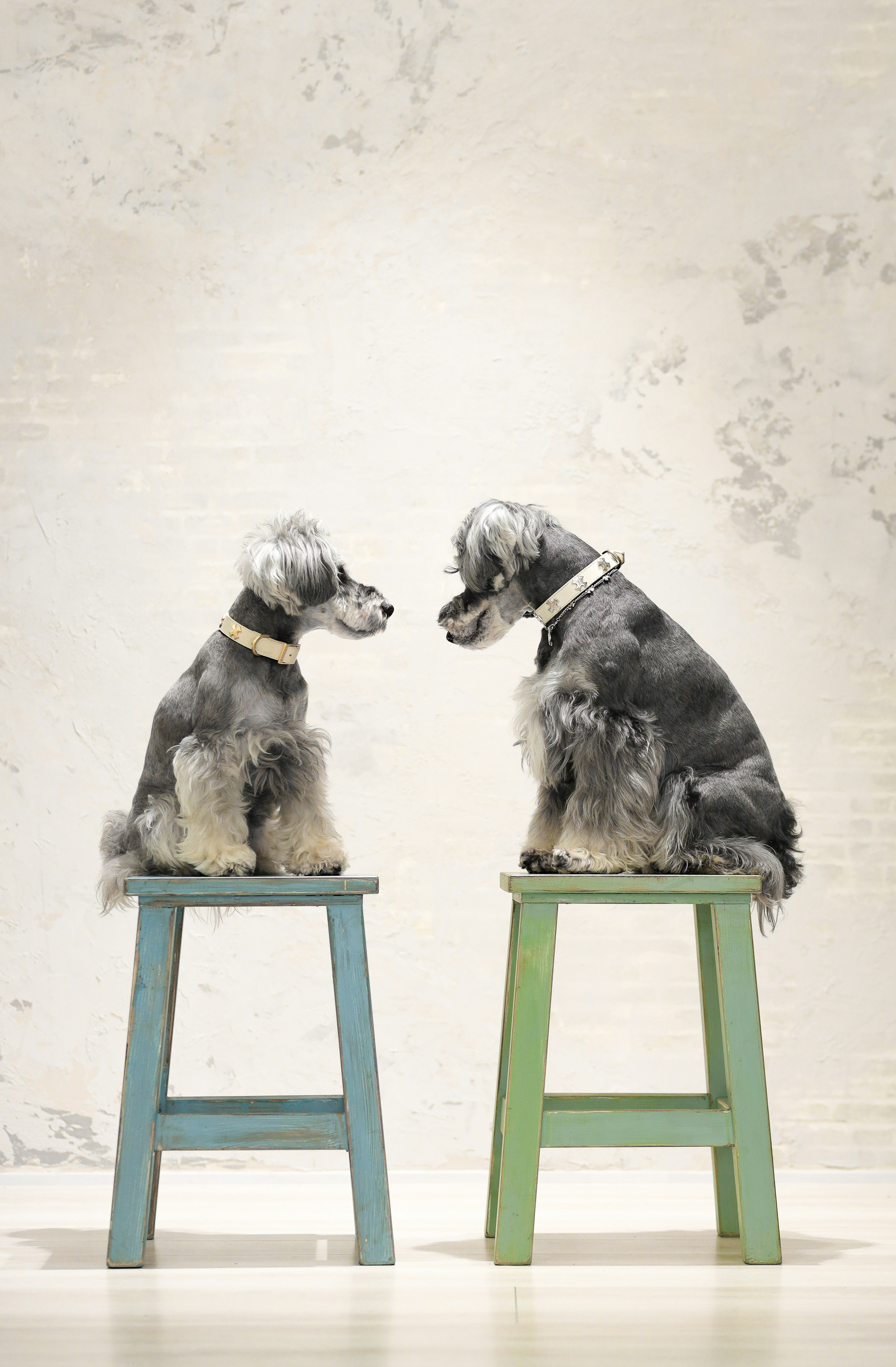 Two dogs sitting on stools facing each other