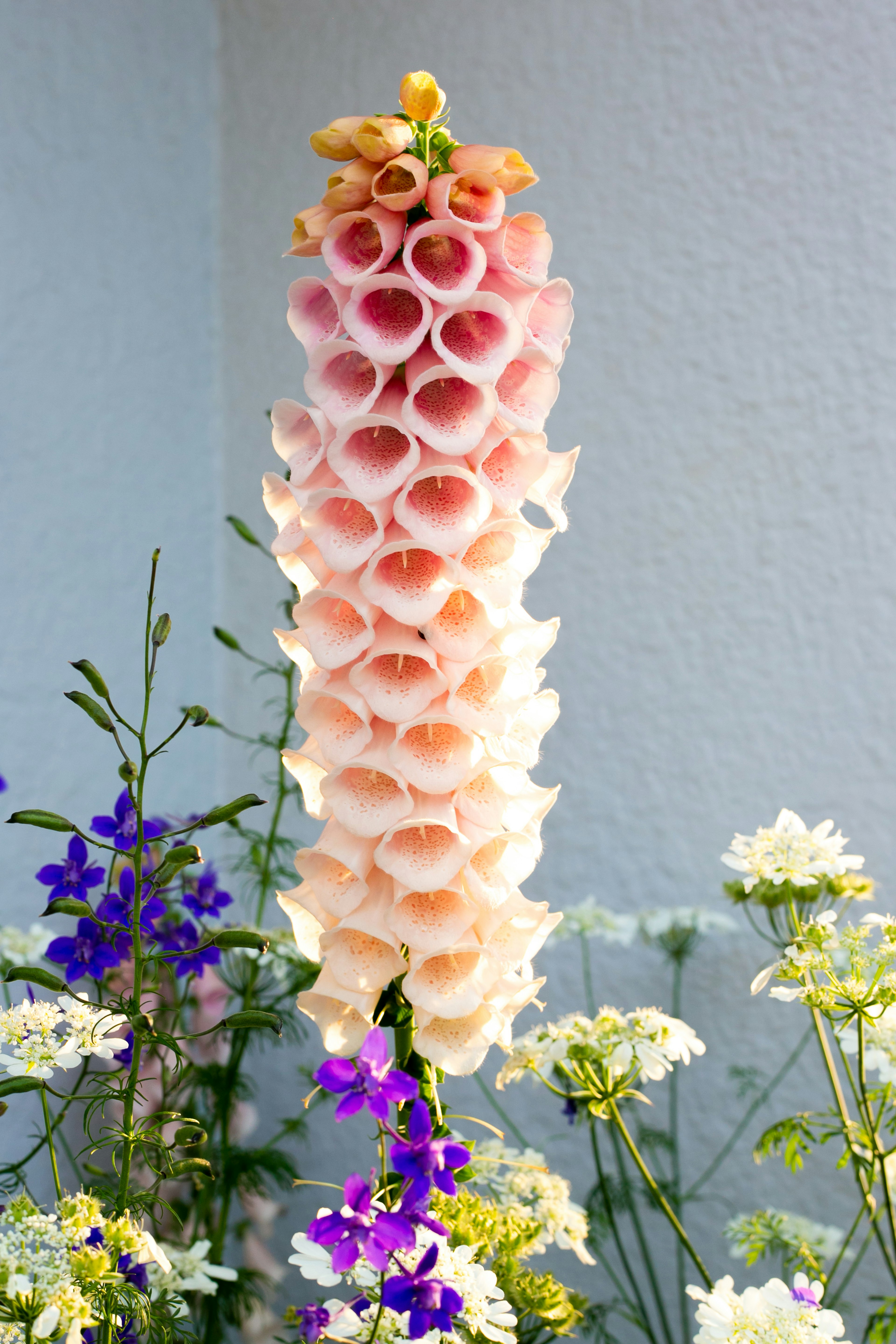 Tall plant with beautiful pink trumpet-shaped flowers