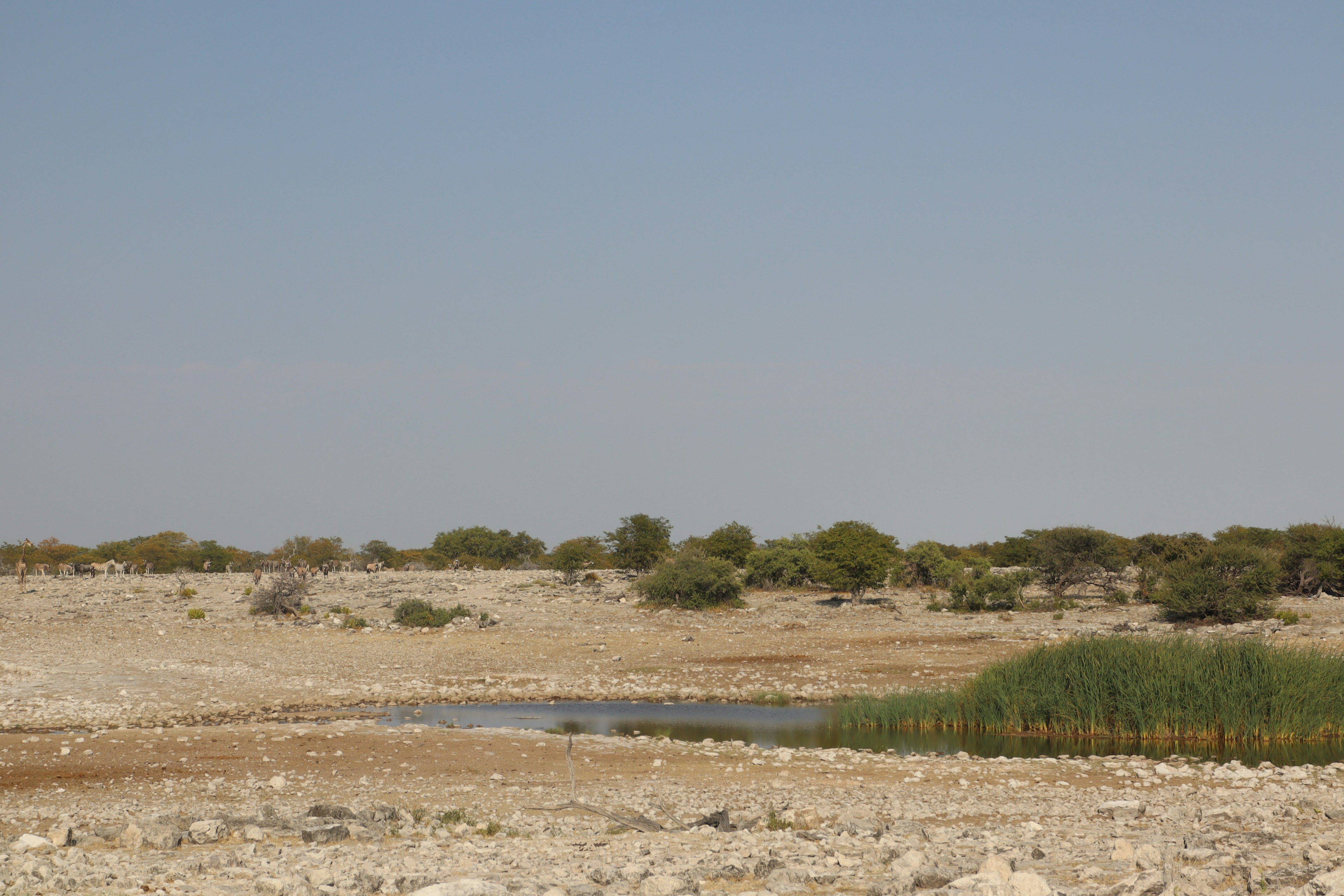 Paesaggio arido con un piccolo corpo d'acqua e vegetazione rada