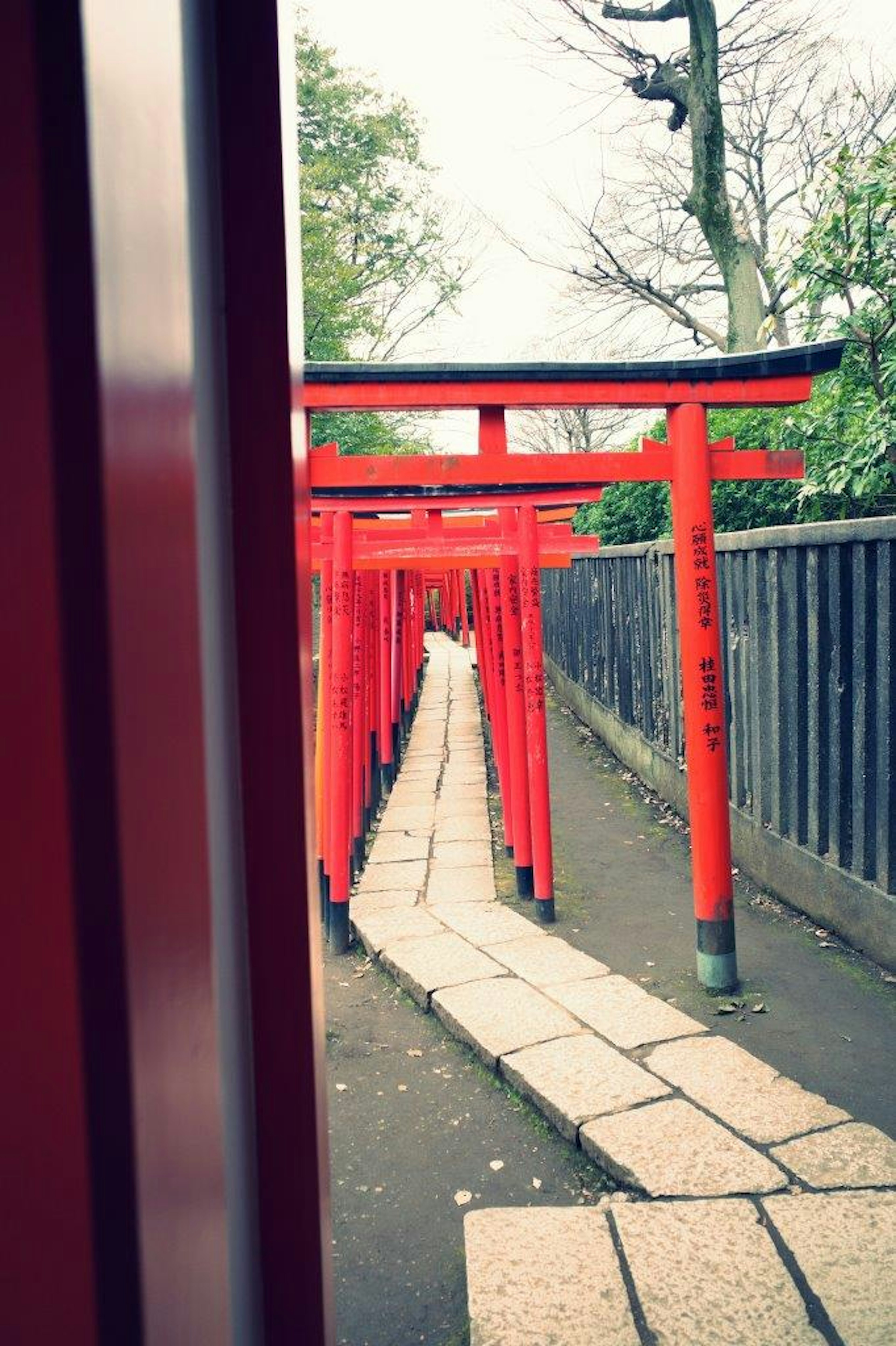 Sentiero fiancheggiato da porte torii rosse