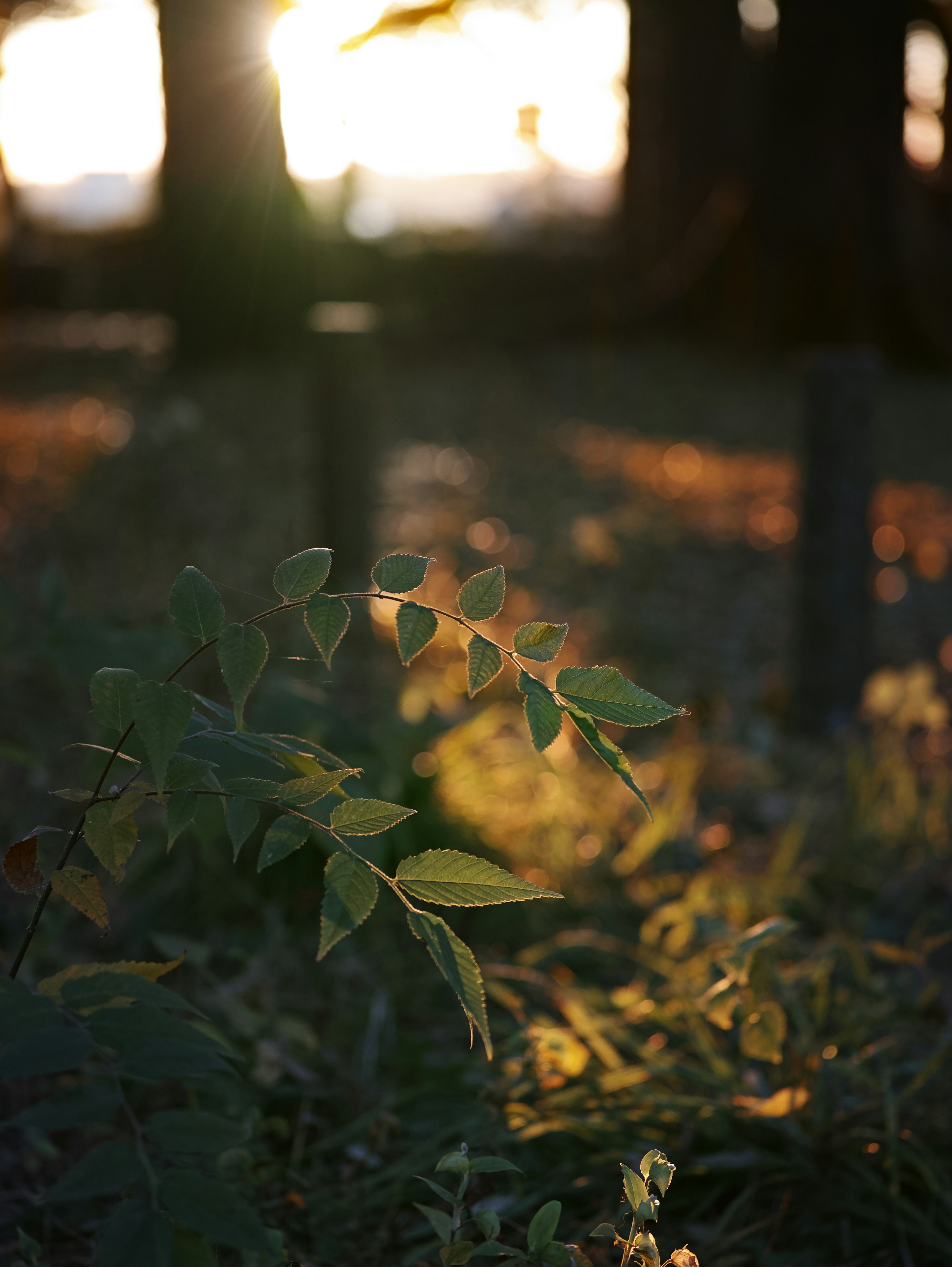 Gros plan sur des feuilles vertes et de l'herbe avec le coucher de soleil en arrière-plan