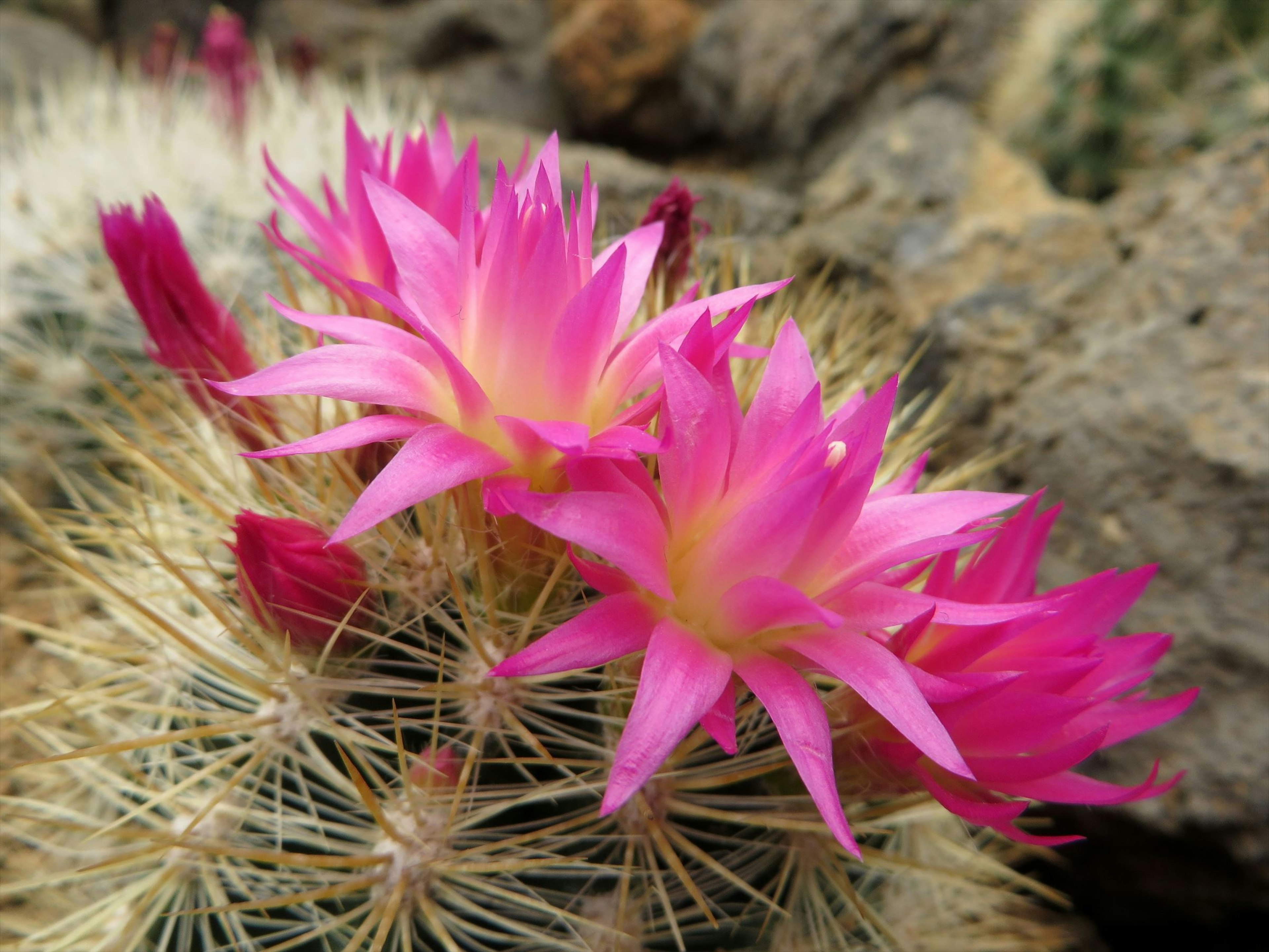 Close-up of a cactus with blooming pink flowers