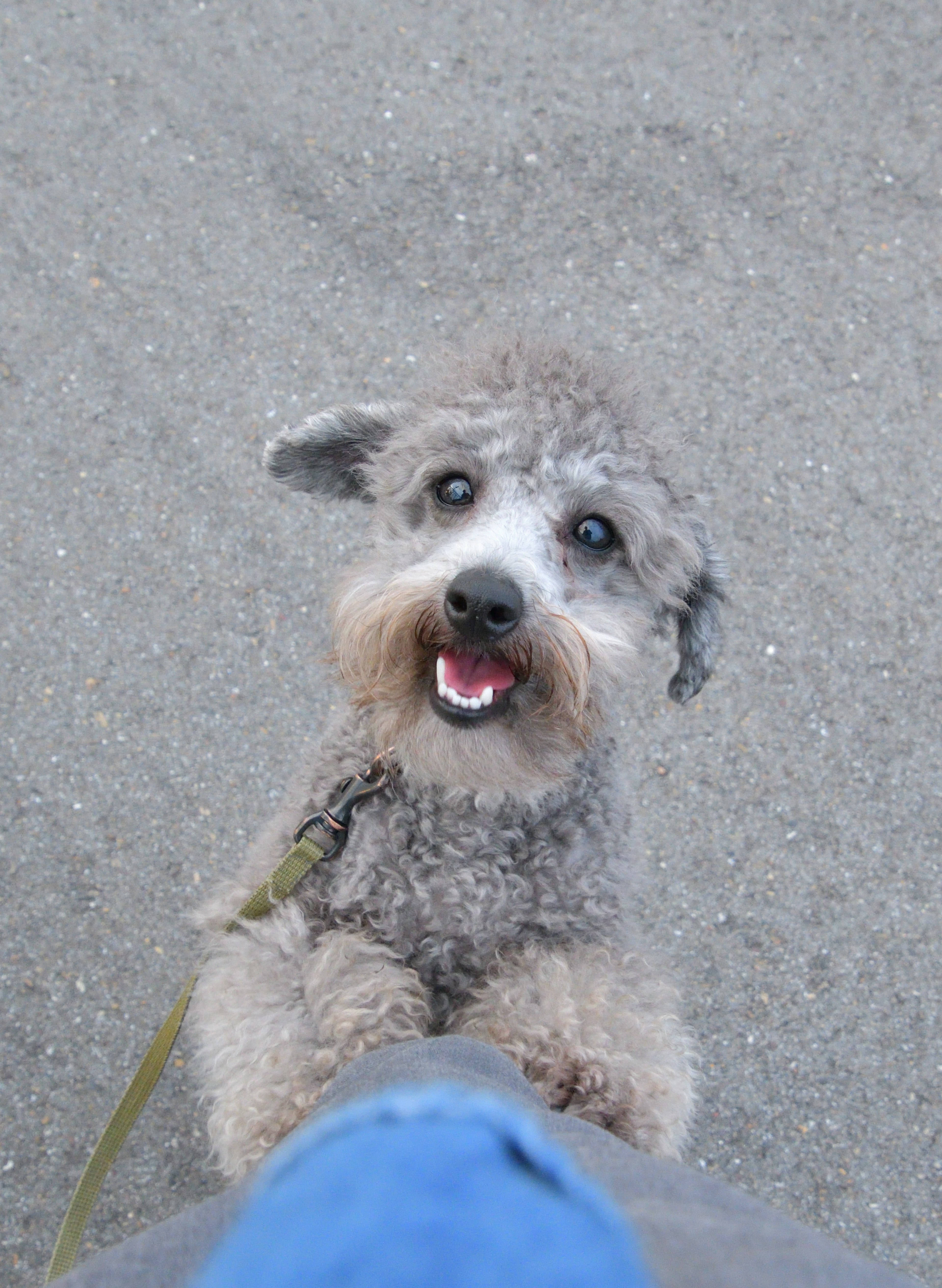 かわいい犬が飼い主の足元で笑顔を見せている