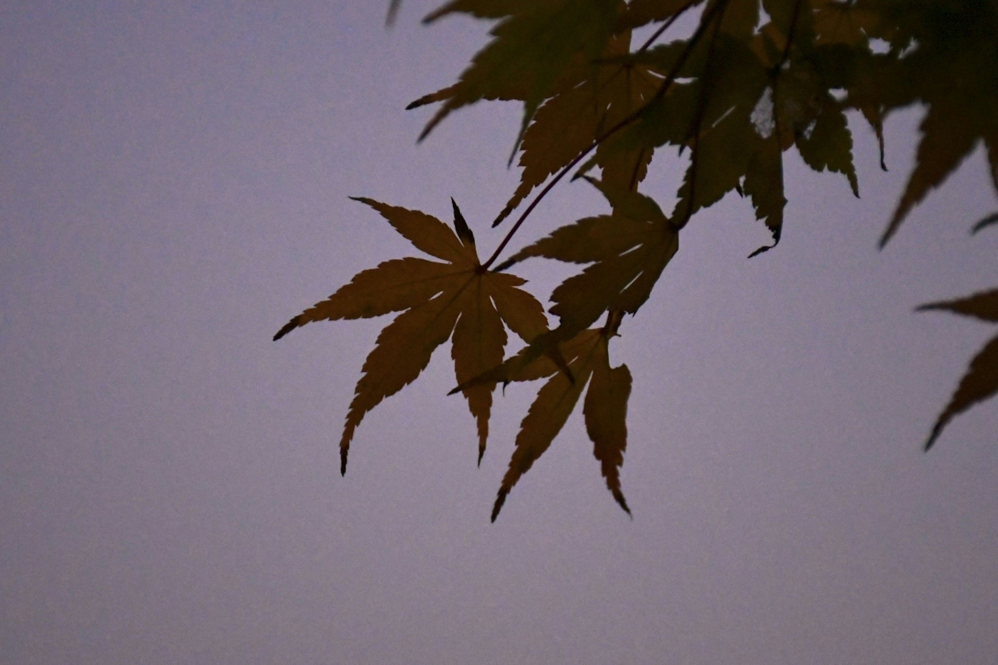 Foglie di acero in silhouette contro un cielo al crepuscolo