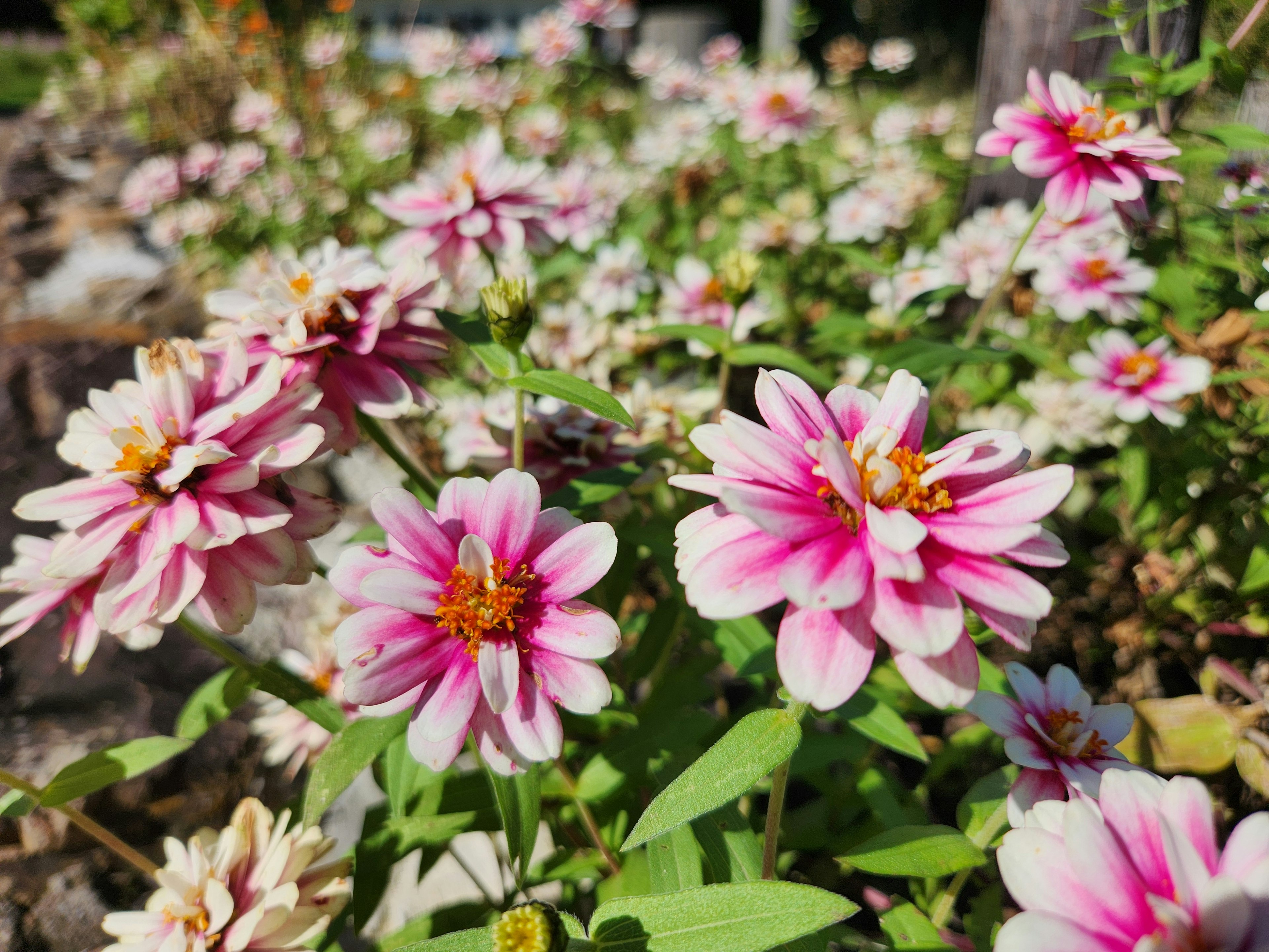 色とりどりの花々が咲き誇る庭の風景