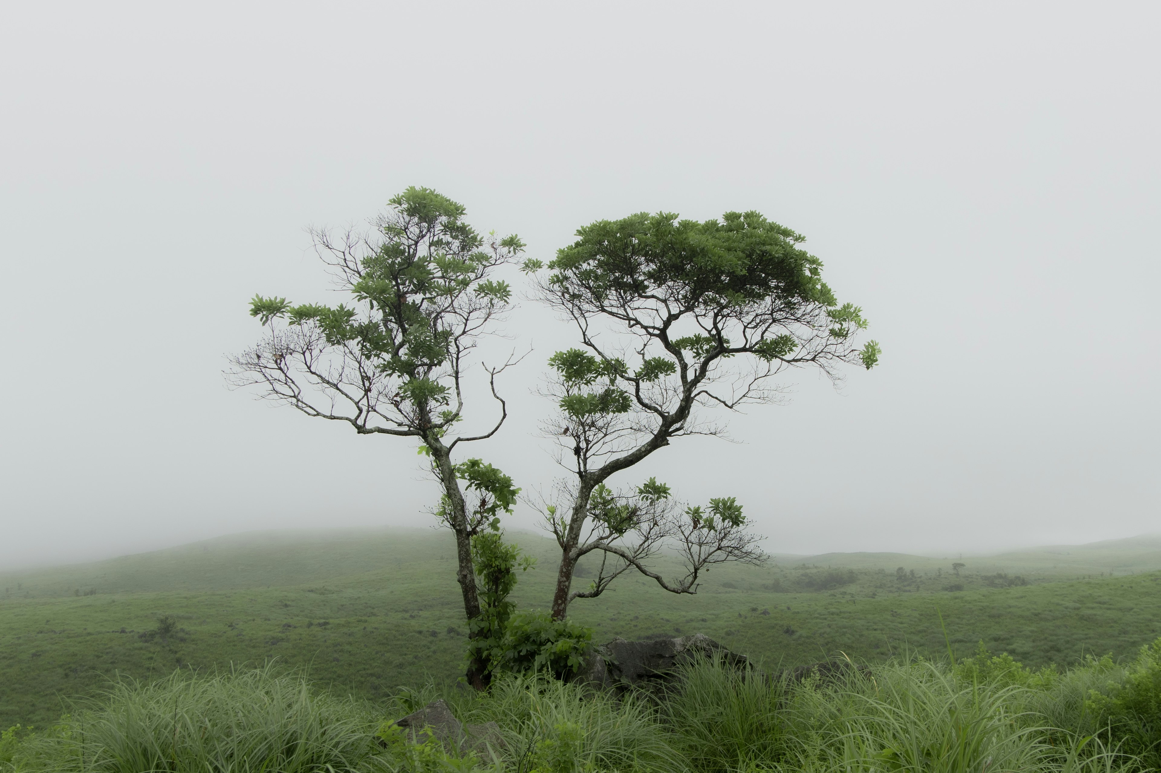 Zwei Bäume stehen im Nebel mit grünem Grasland