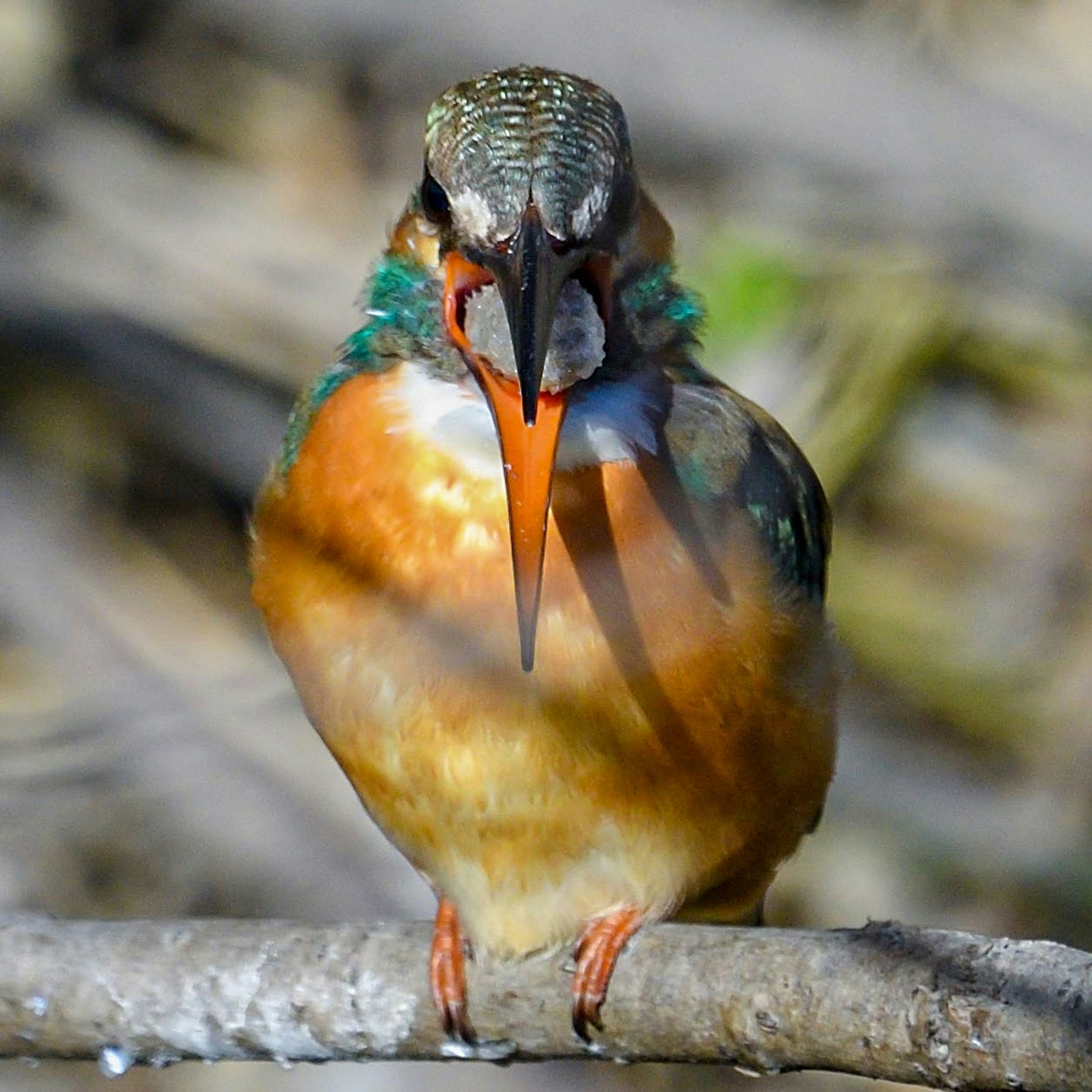 Un martin-pêcheur coloré perché sur une branche