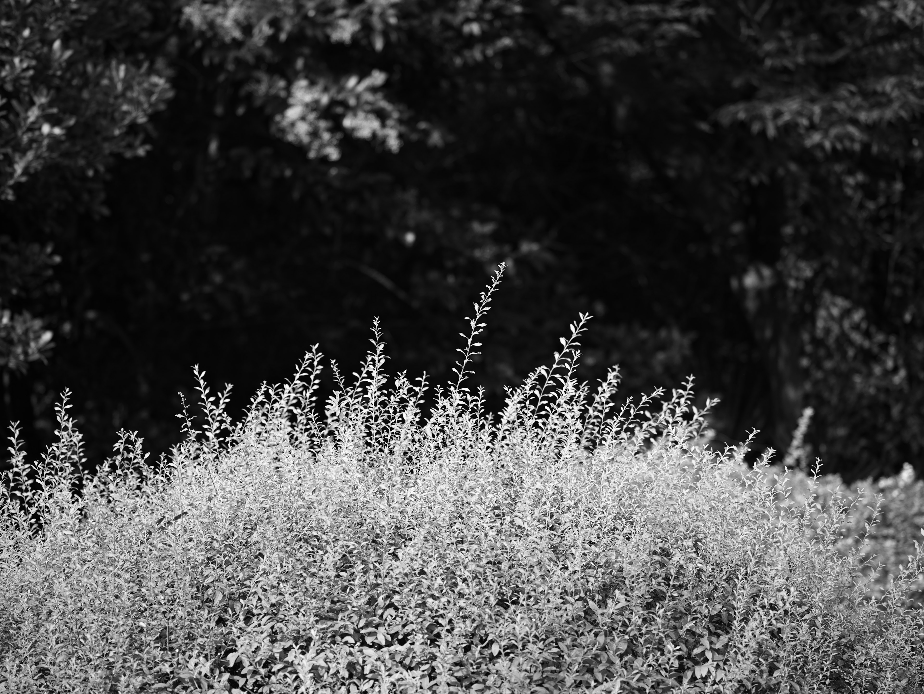 Groupe d'herbe haute sur un fond noir et blanc